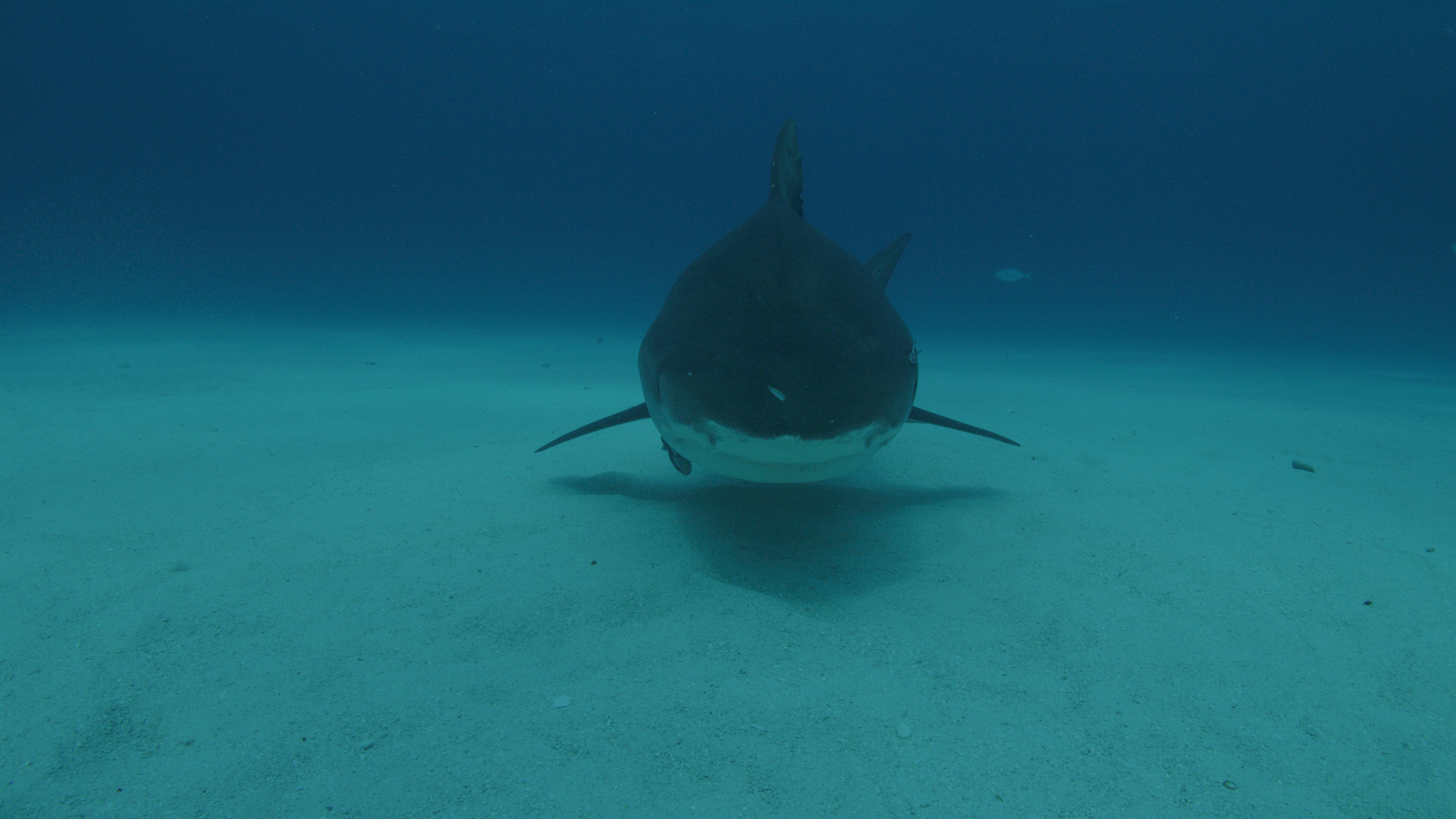 Le temps des requins 4.jpg