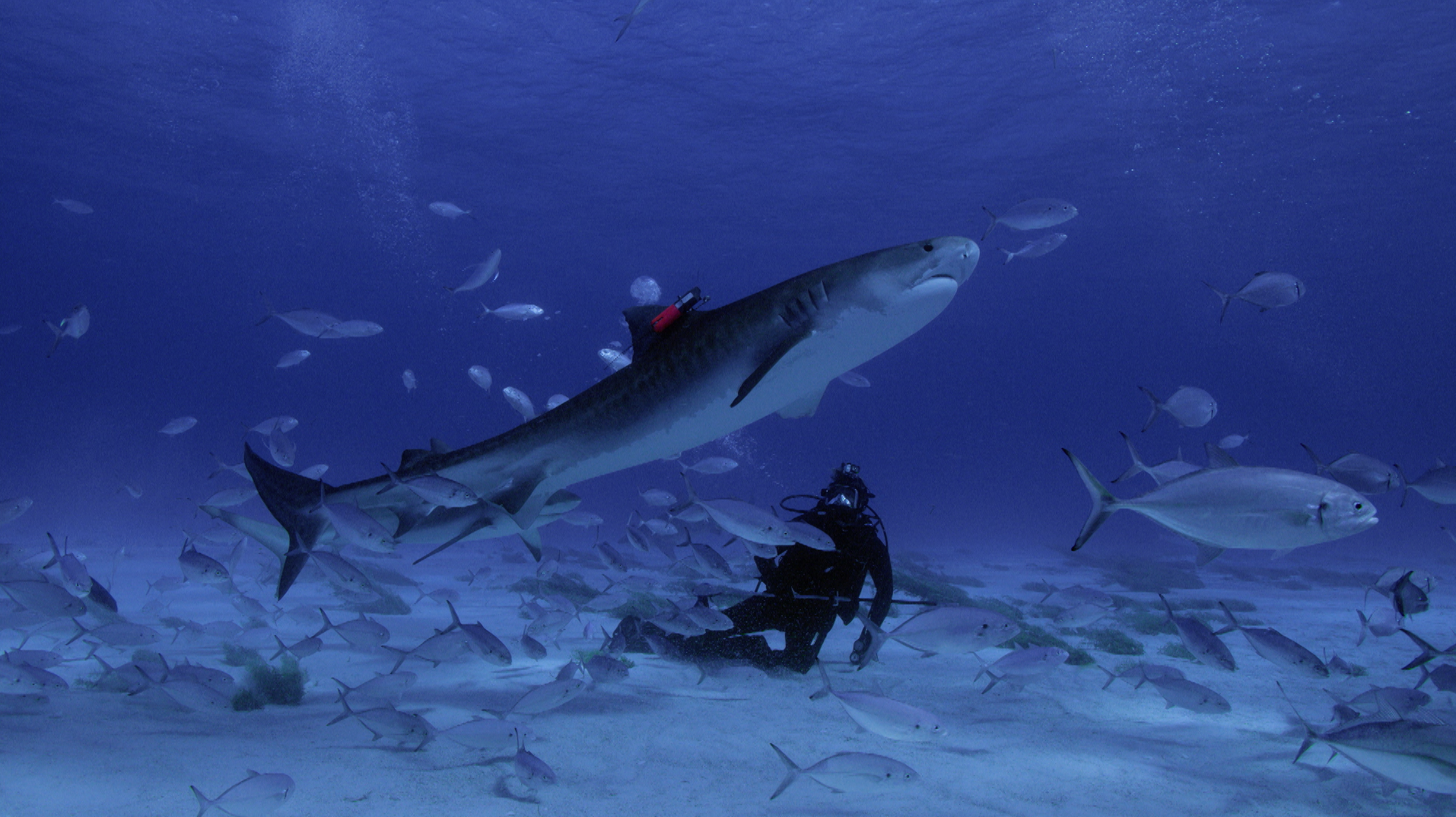 Le temps des requins 6.png