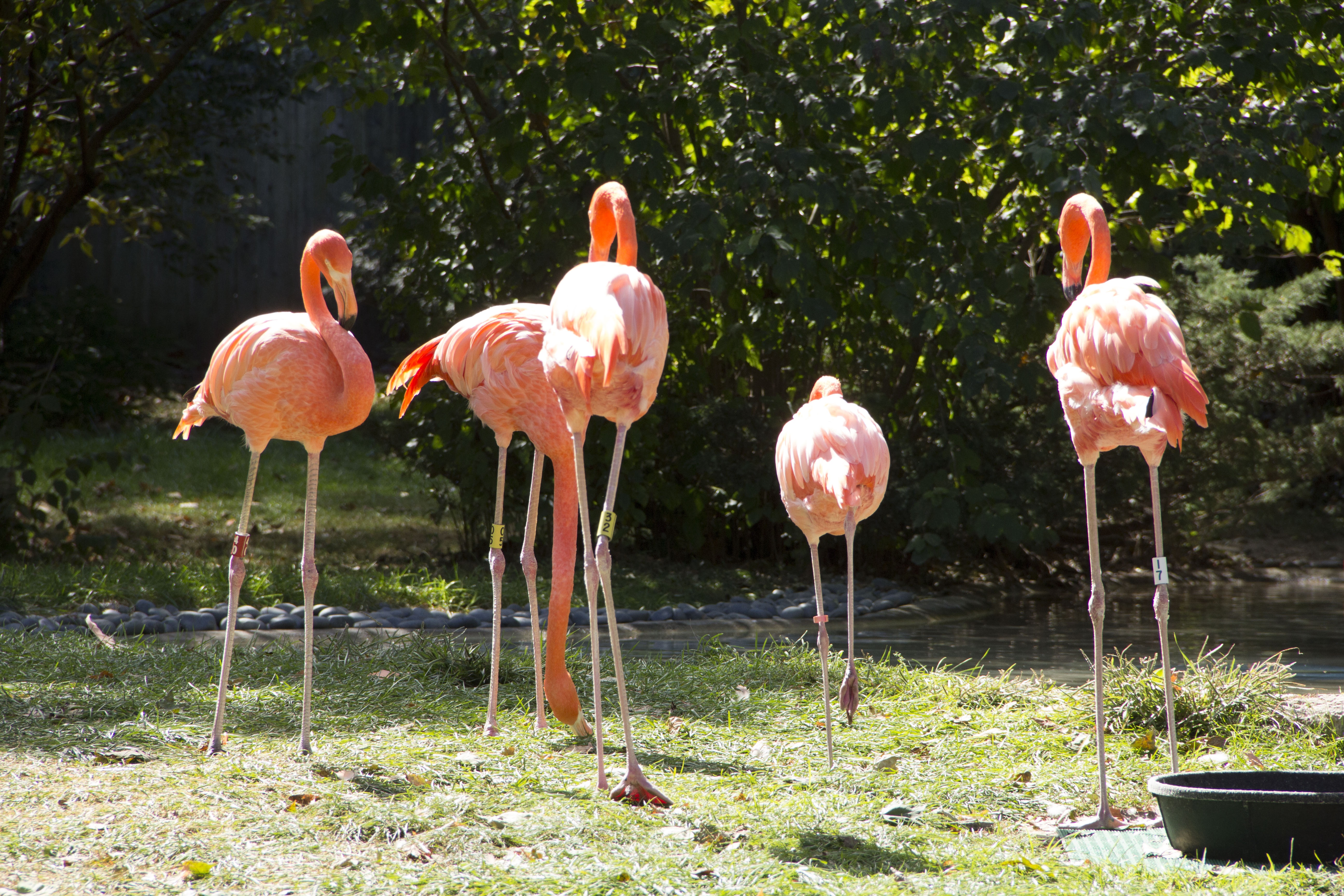 Au cœur du zoo  Volée de flamants roses 2.jpg