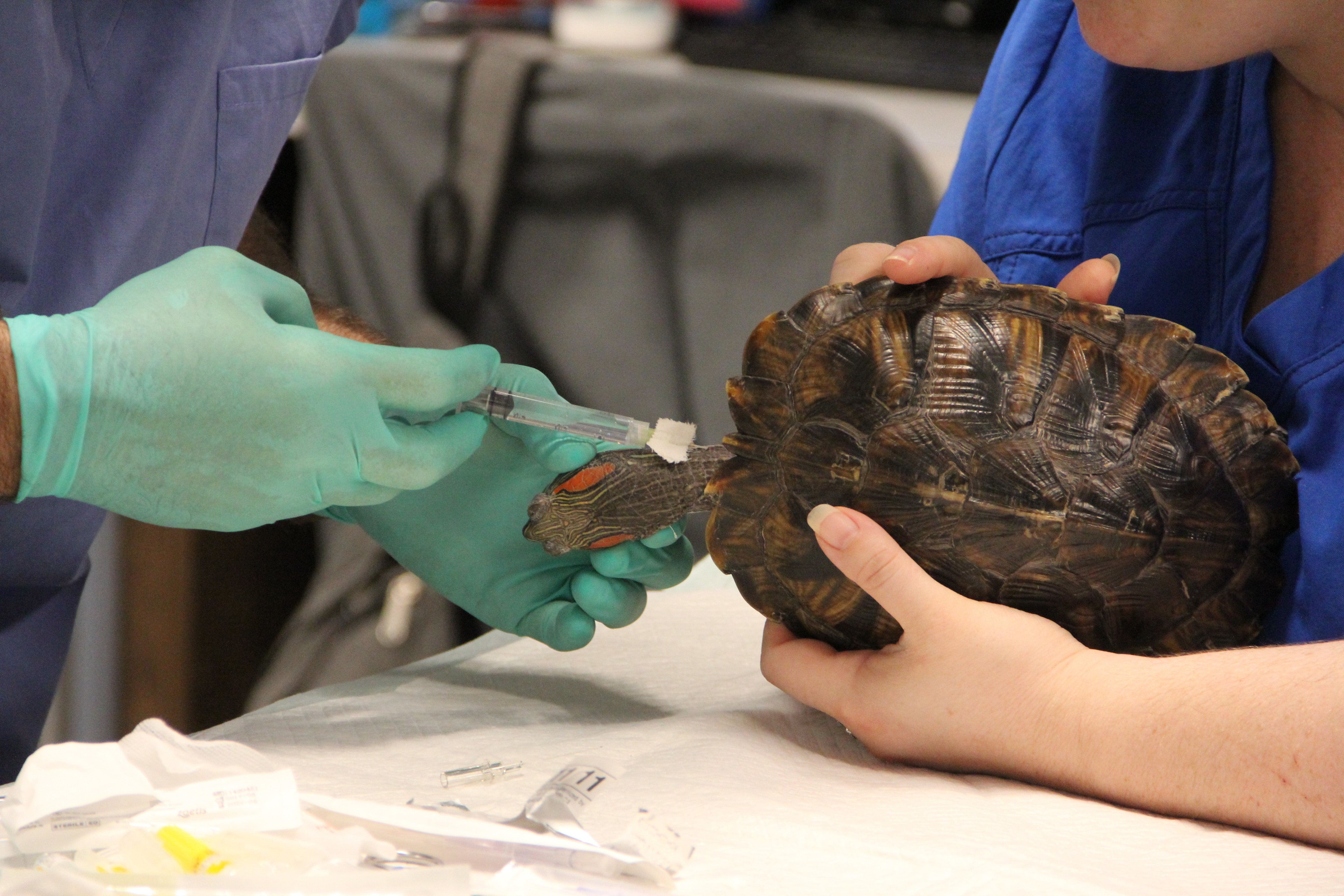 Dr T, vétérinaire du Texas  La famille tortue 2.jpg