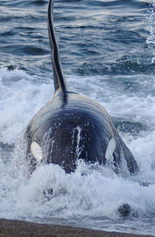 Geants des mers 2.jpg