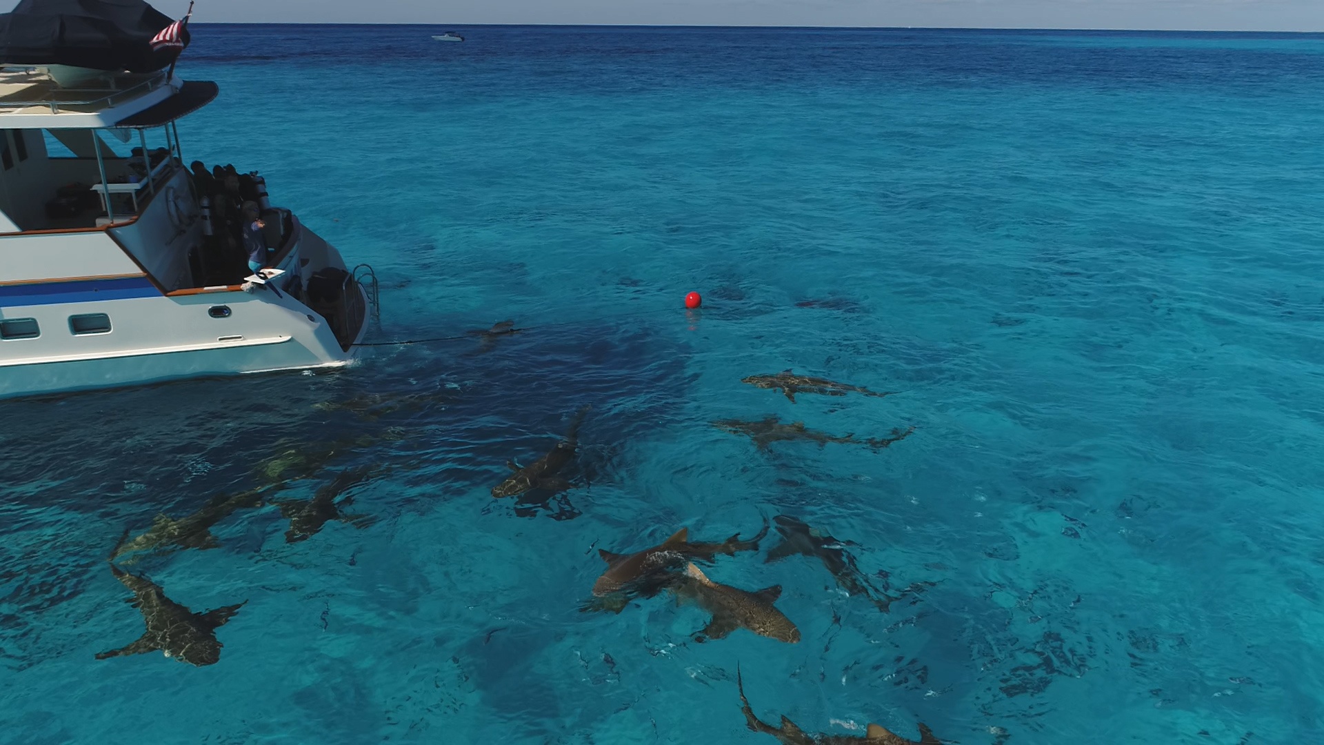 Le temps des requins 1.jpg