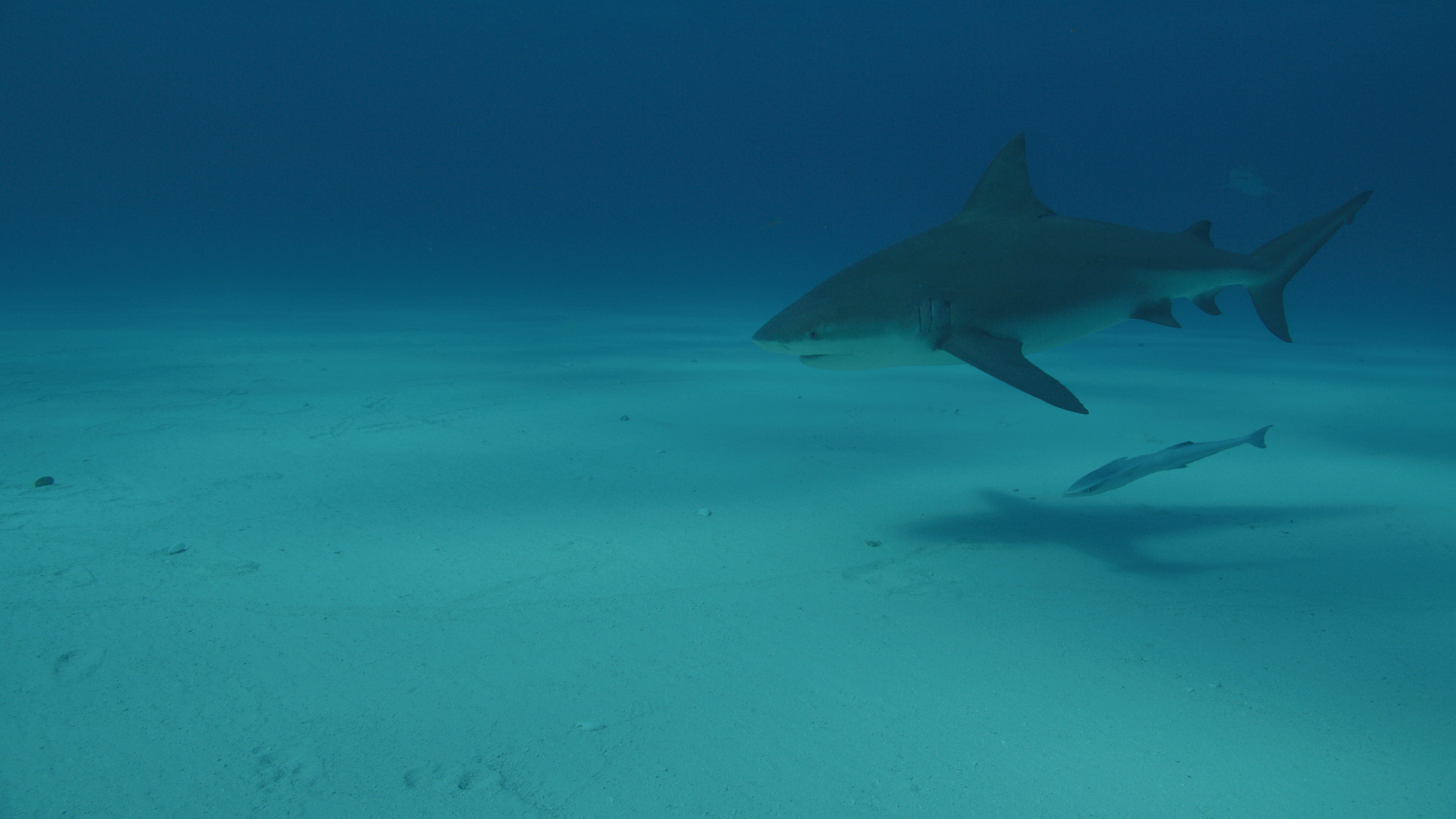 Le temps des requins 3.jpg