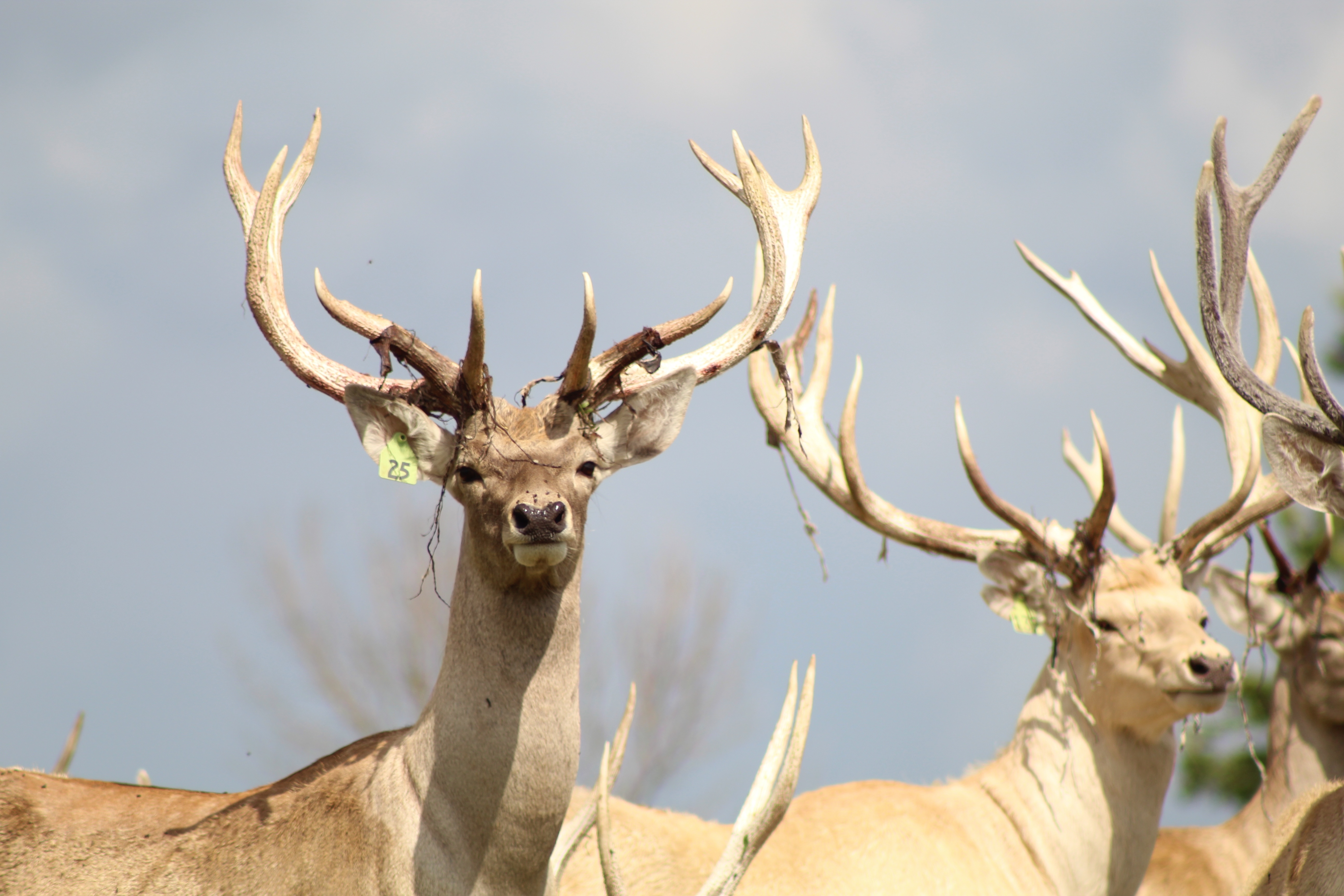 Au cœur du zoo  Heureux événement 2.jpg