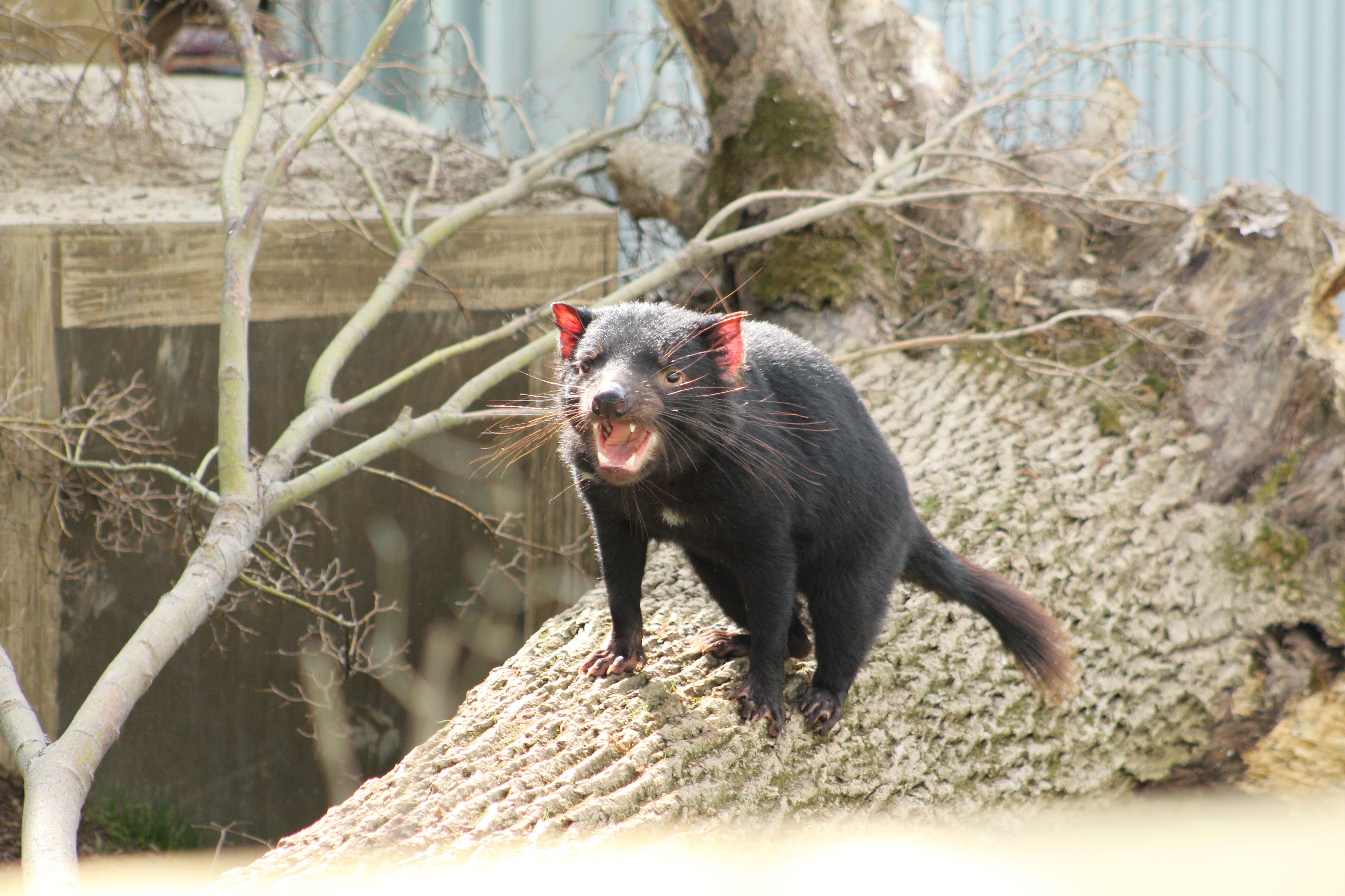 Au cœur du zoo  Heureux événement 4.jpg