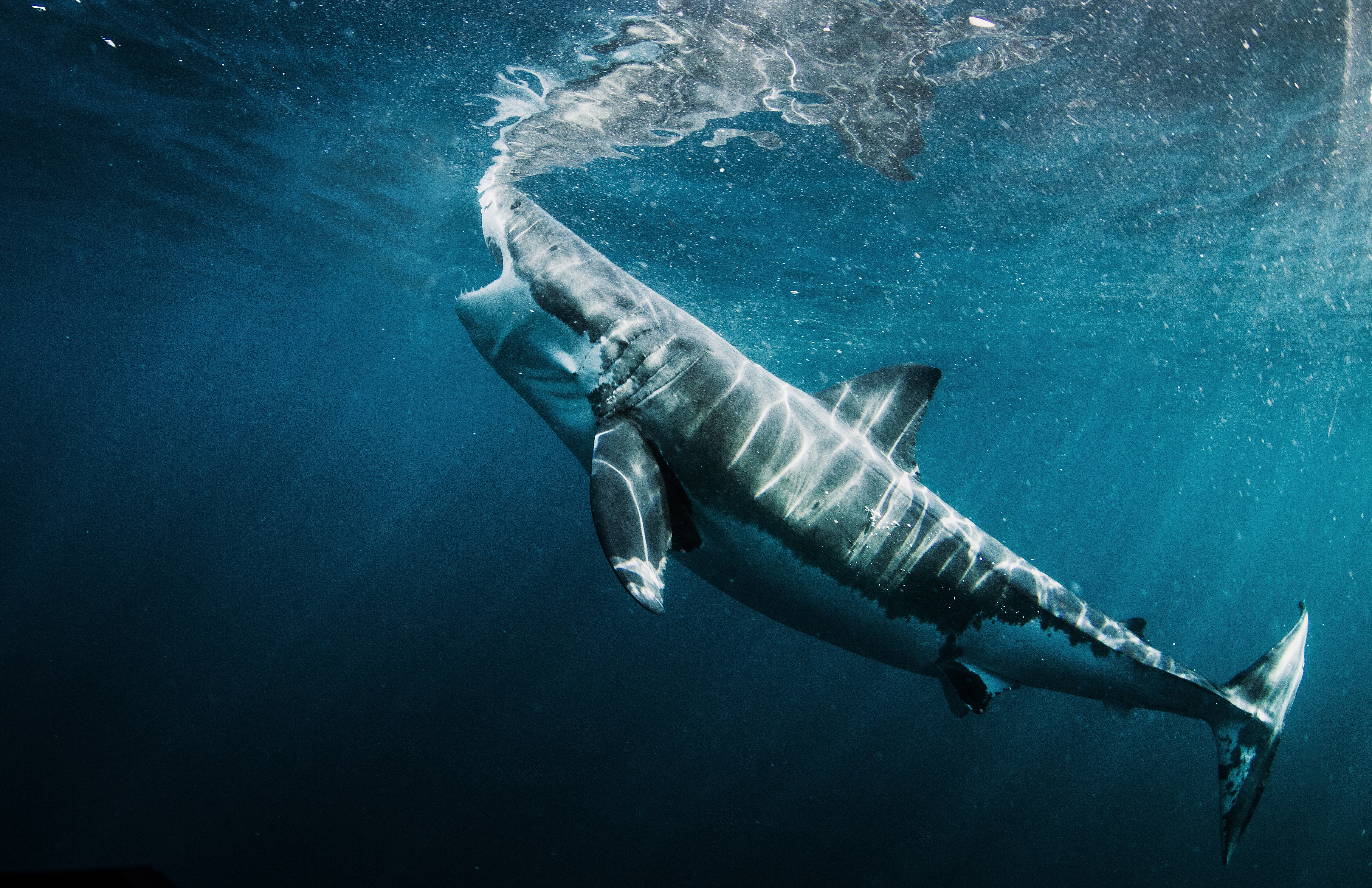 GreatSharkChowdown 1.jpg