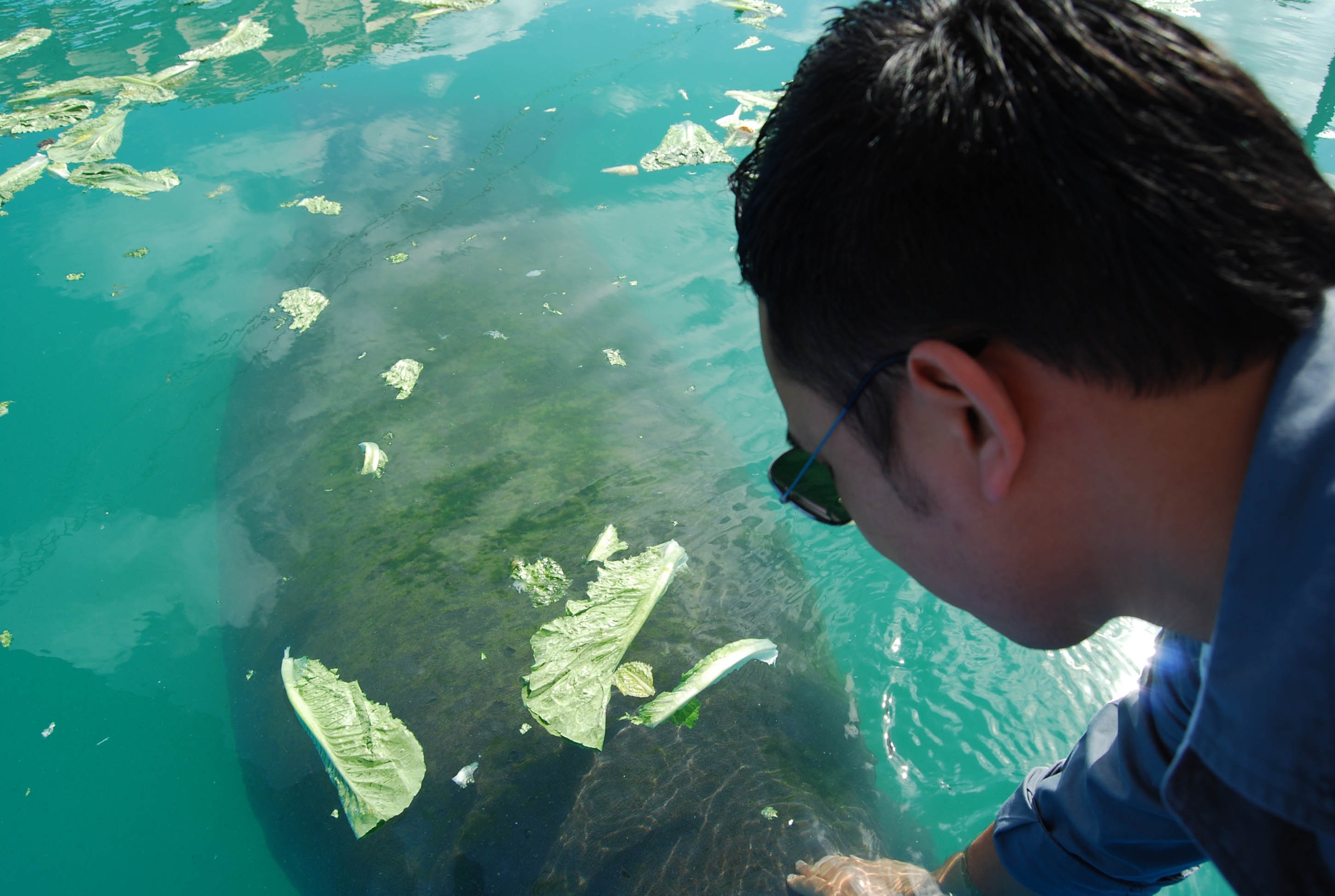roi des aquariums 2.jpg