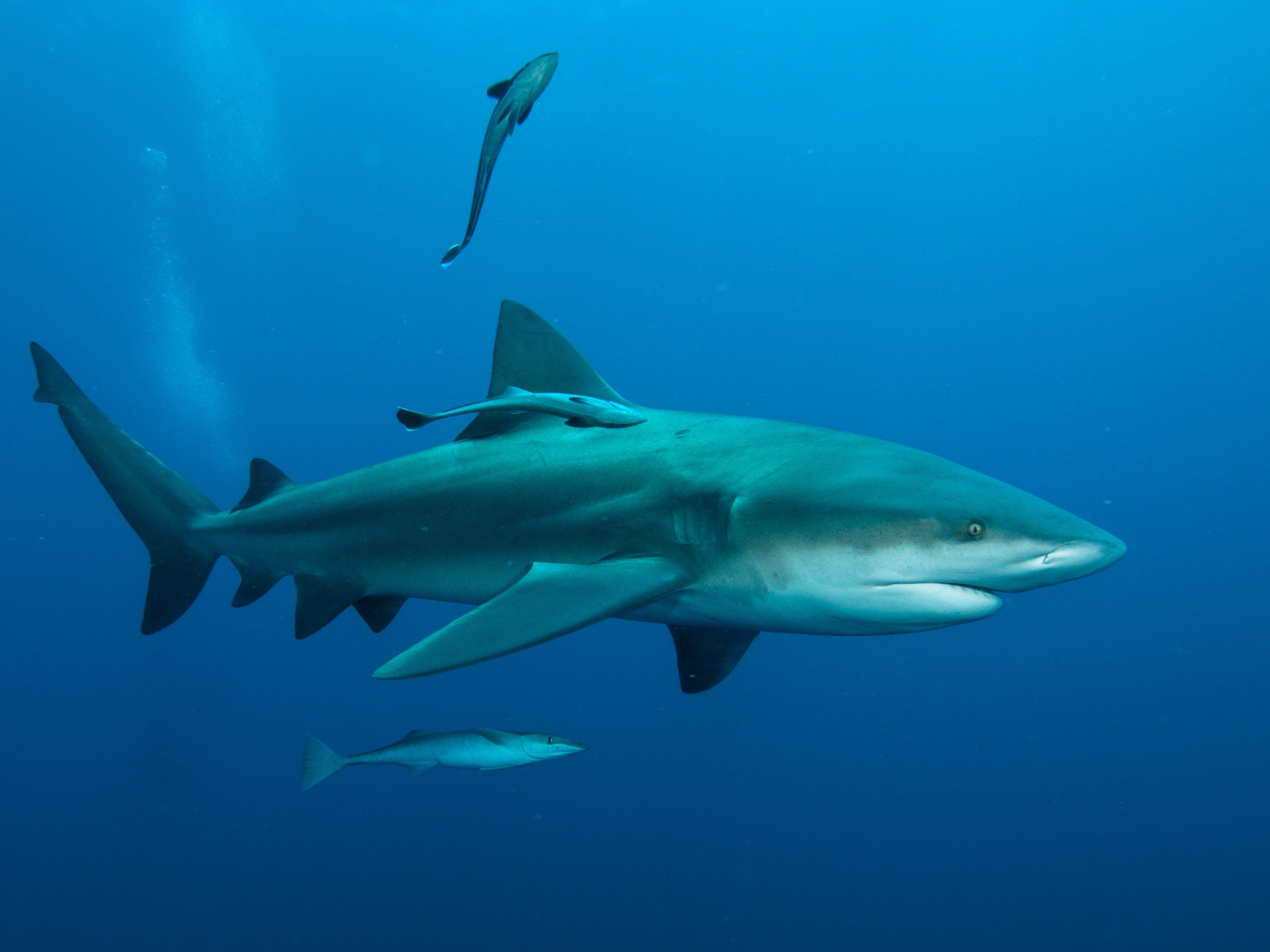 Shark Attacktics 2.jpg