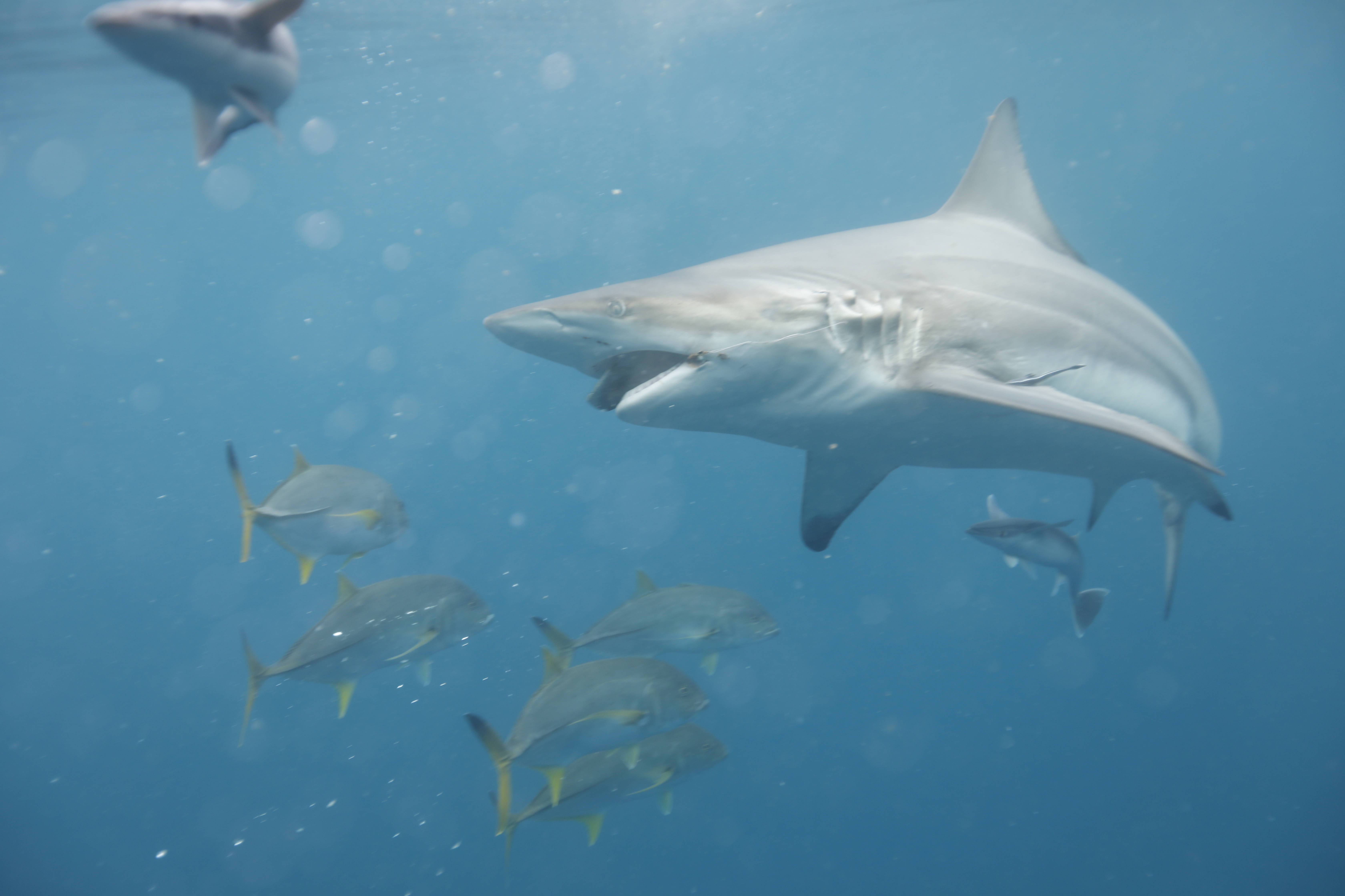 Shark Attacktics 4.jpg