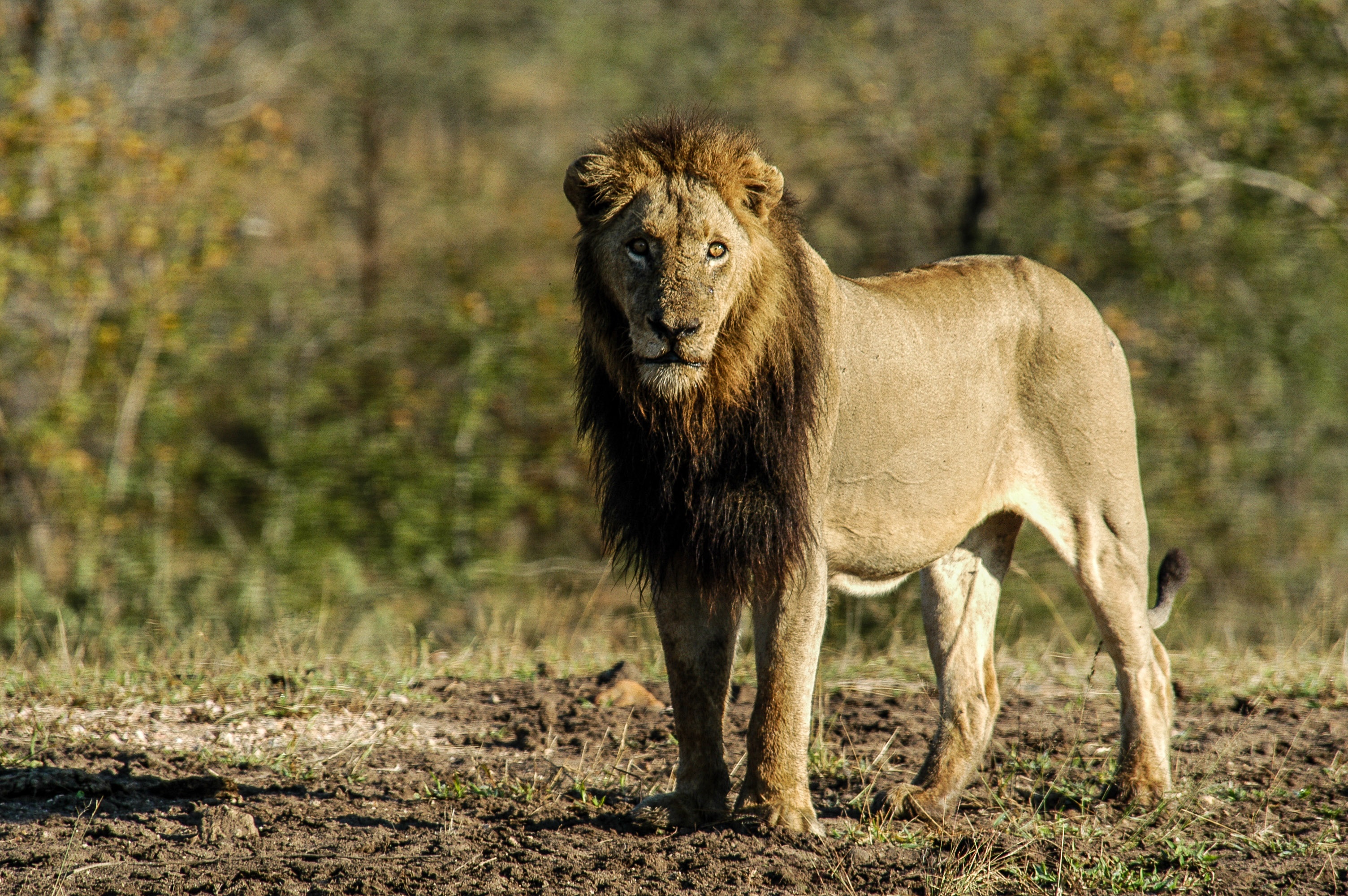 Afrique Royaume impitoyable 1.jpg