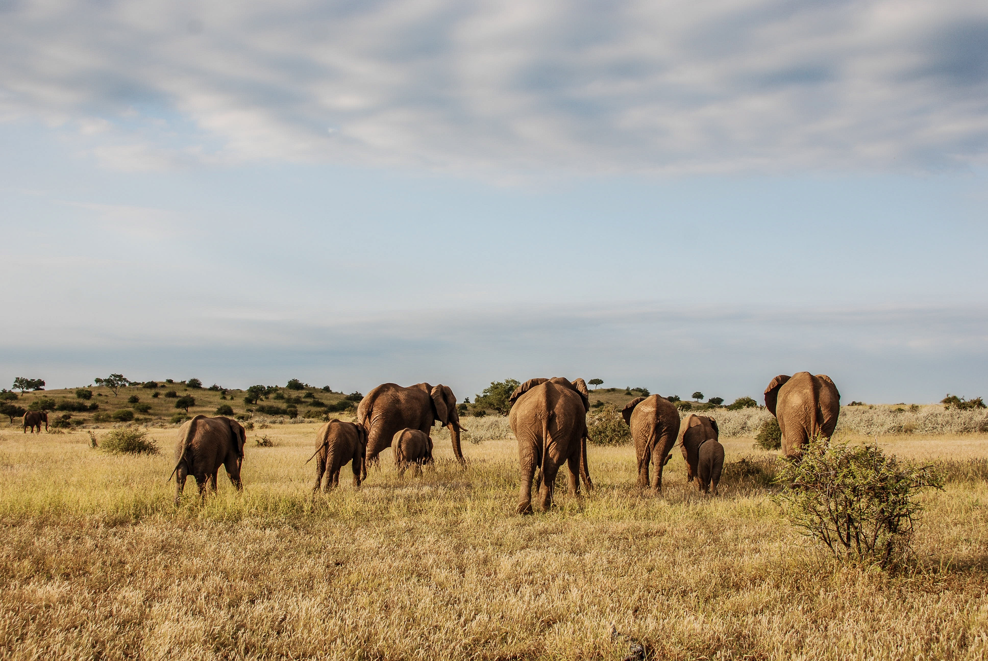 Afrique Royaume impitoyable 2.jpg
