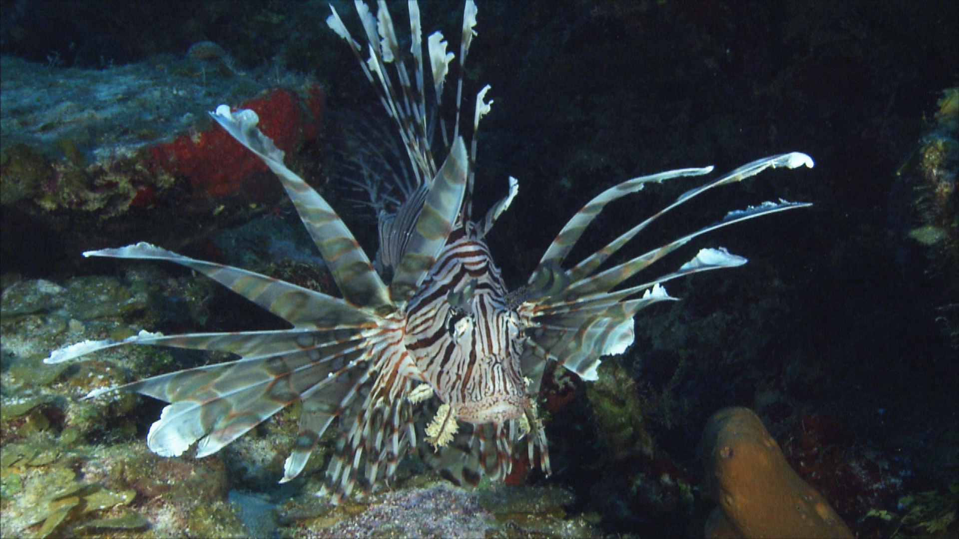 Afrique Royaume impitoyable 7.jpg