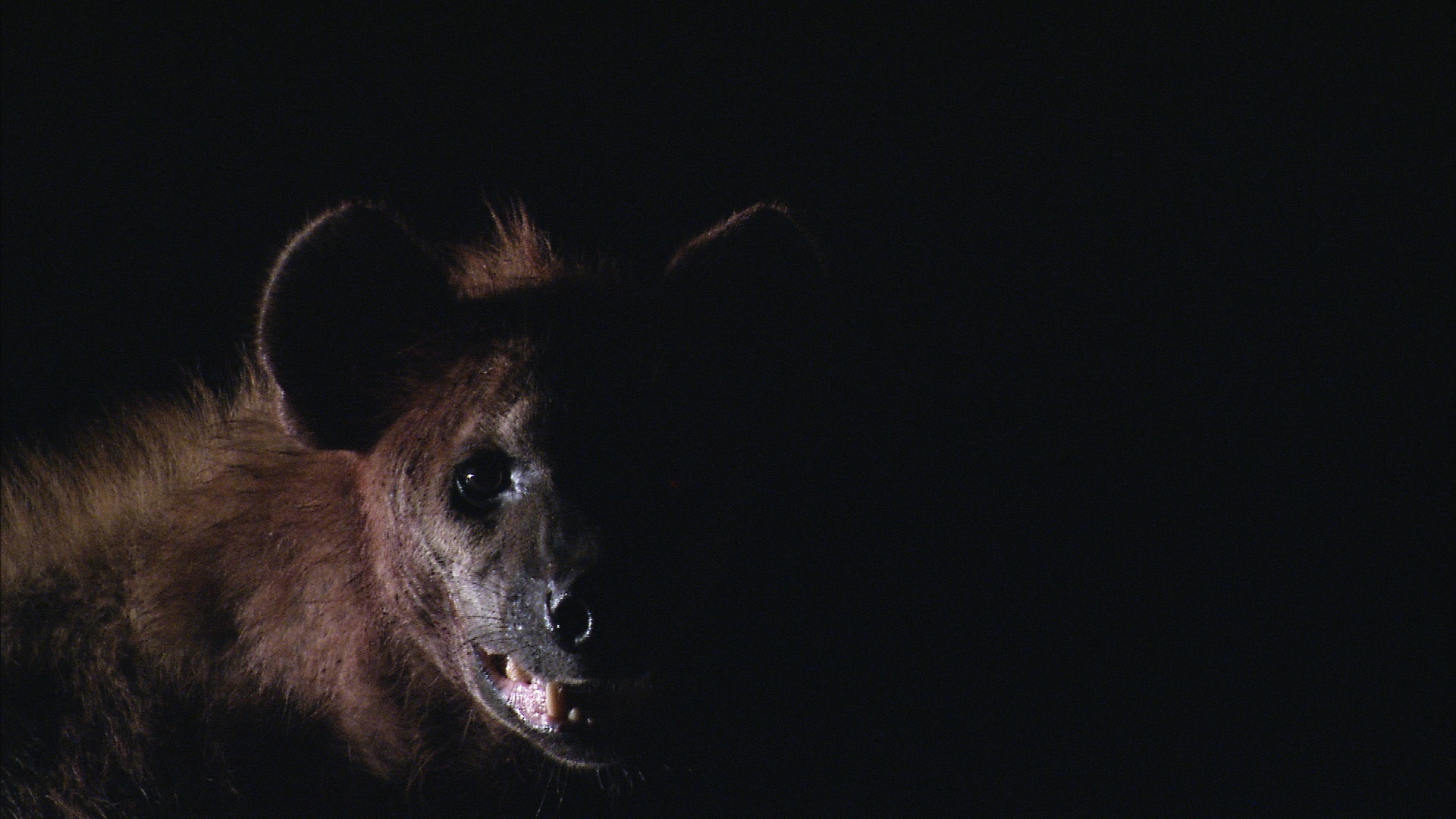 Afrique Royaume impitoyable 10.jpg