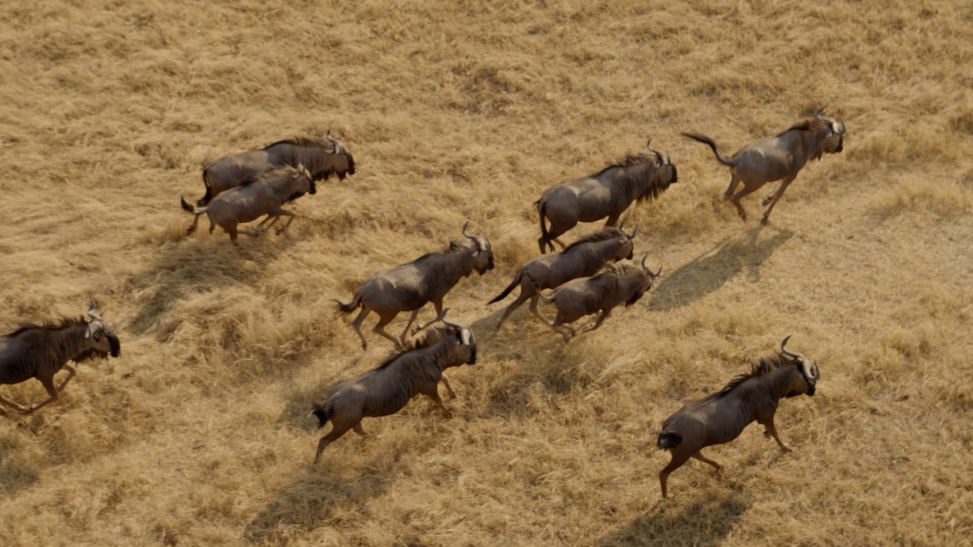 AfricasDeadliest 2.jpg