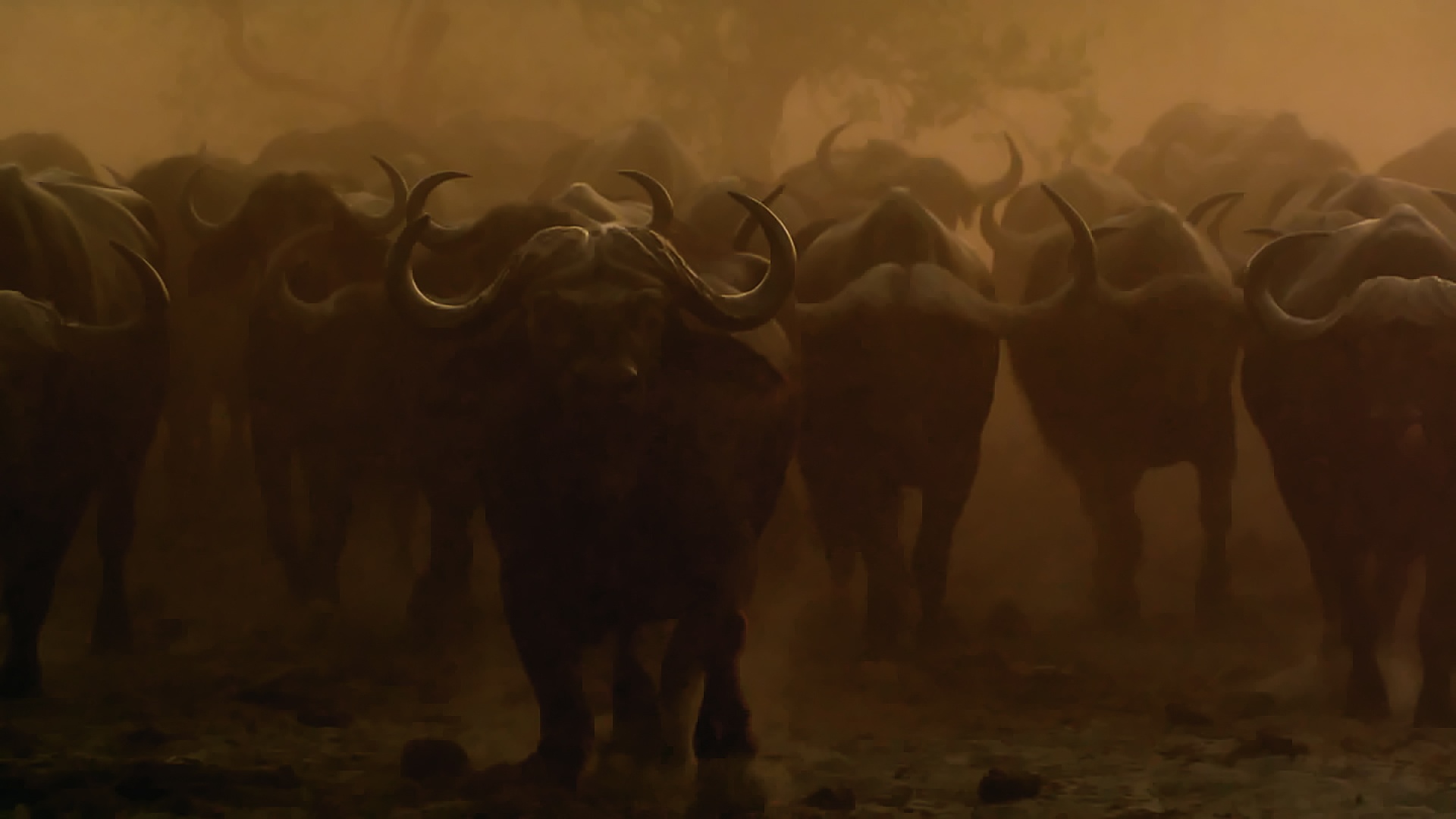 AfricasDeadliest 7.jpg