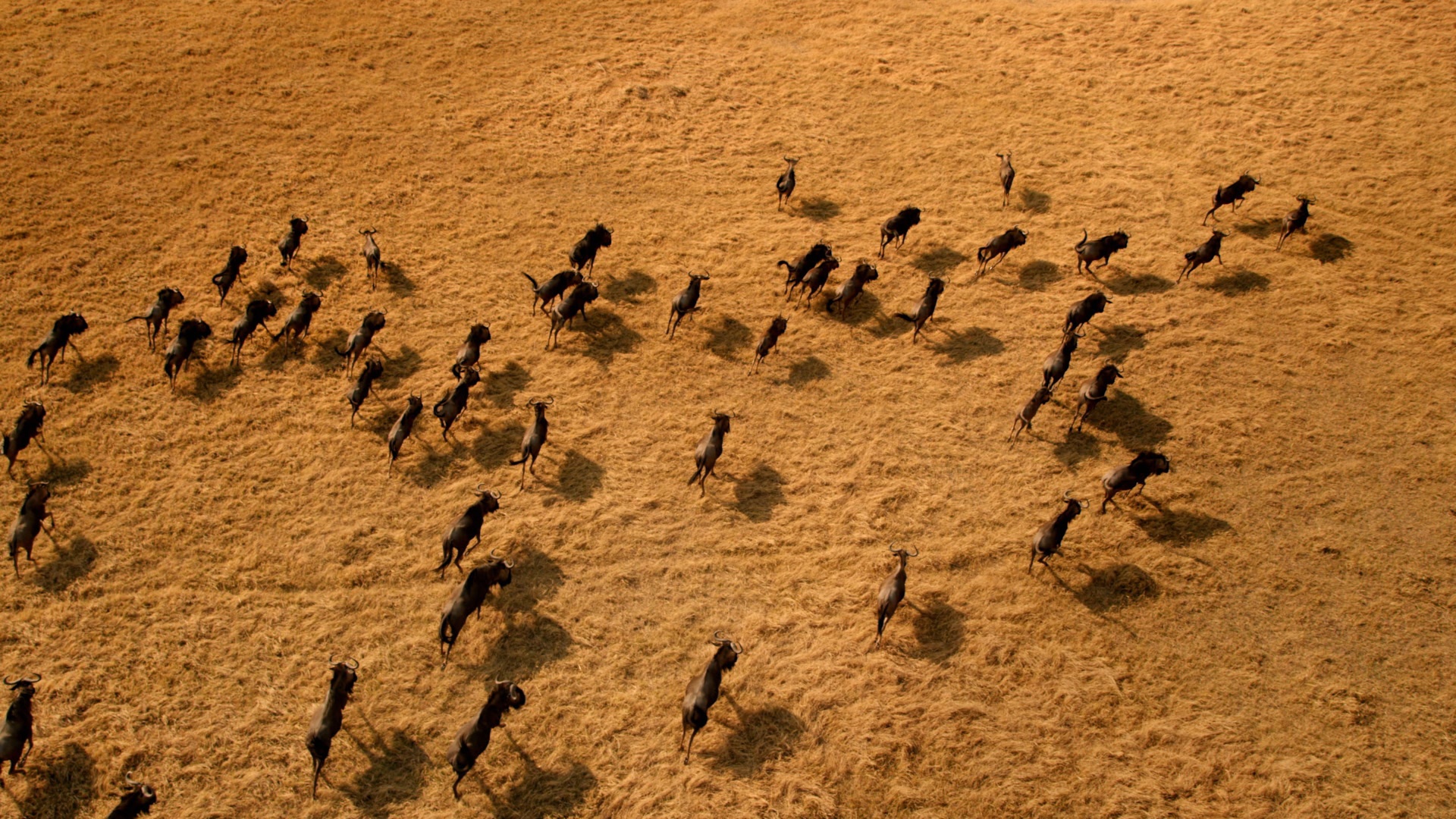 AfricasDeadliest 9.jpg