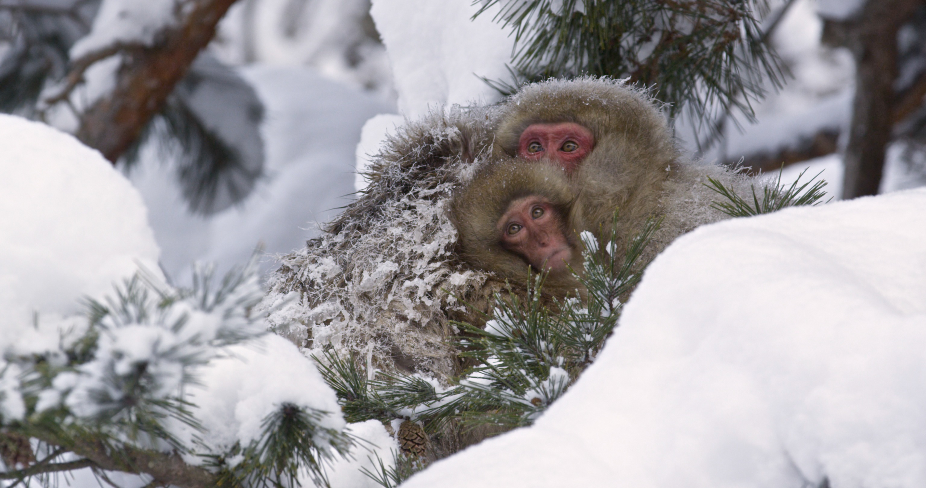 Destination Wild Japon 1.jpg