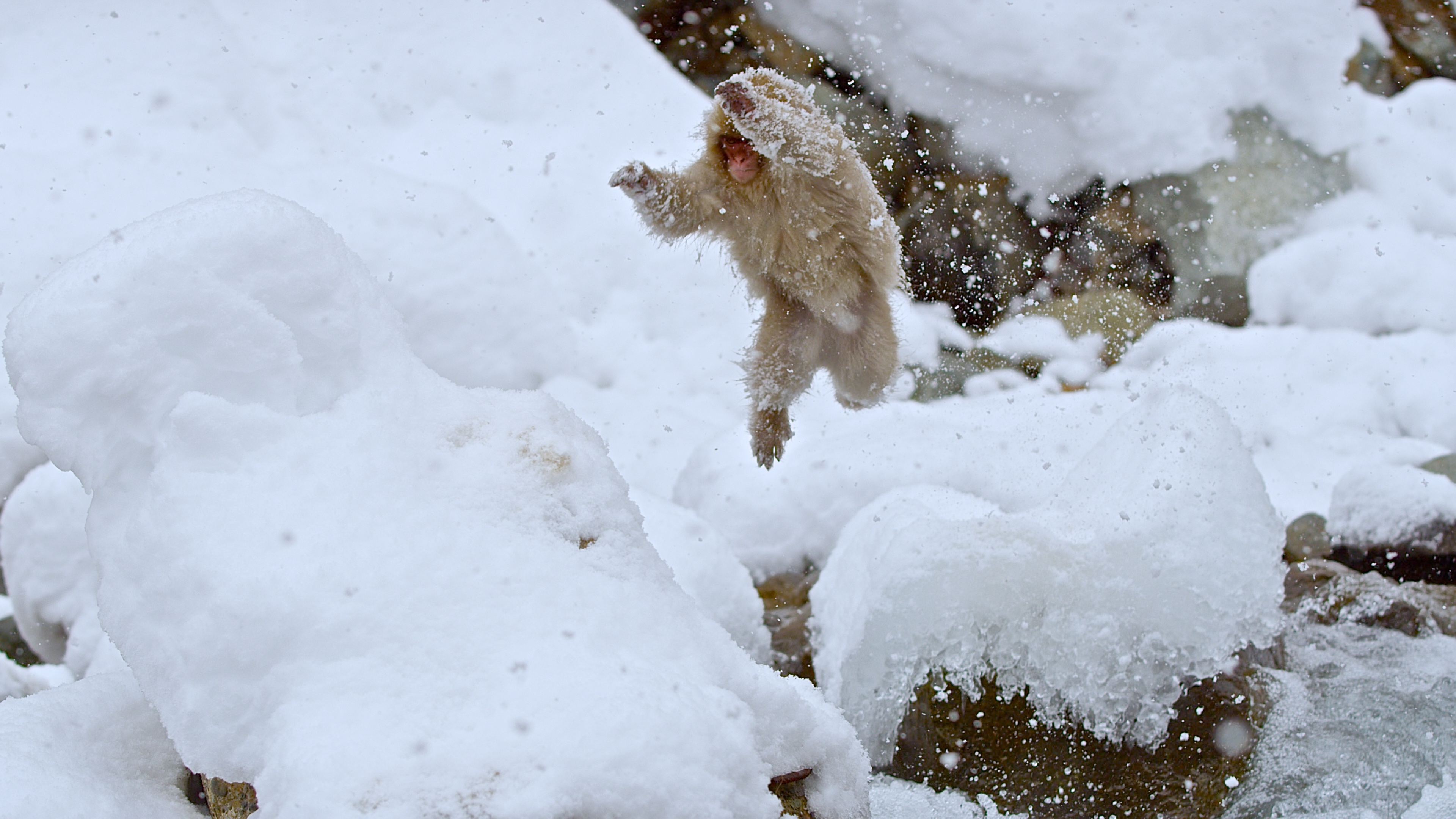 Destination Wild Japon 7.jpg