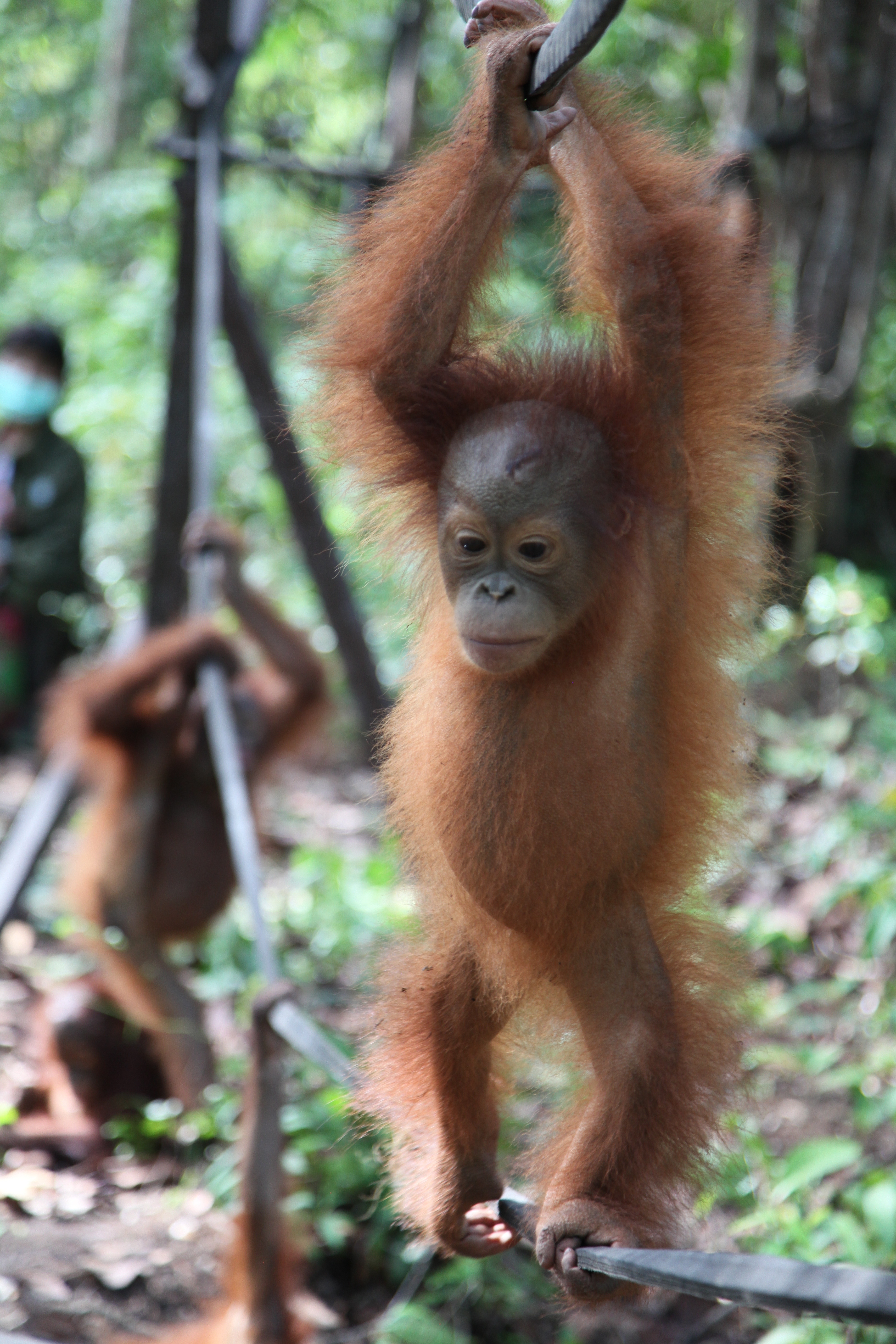 Mission Ourang outan 4.jpg