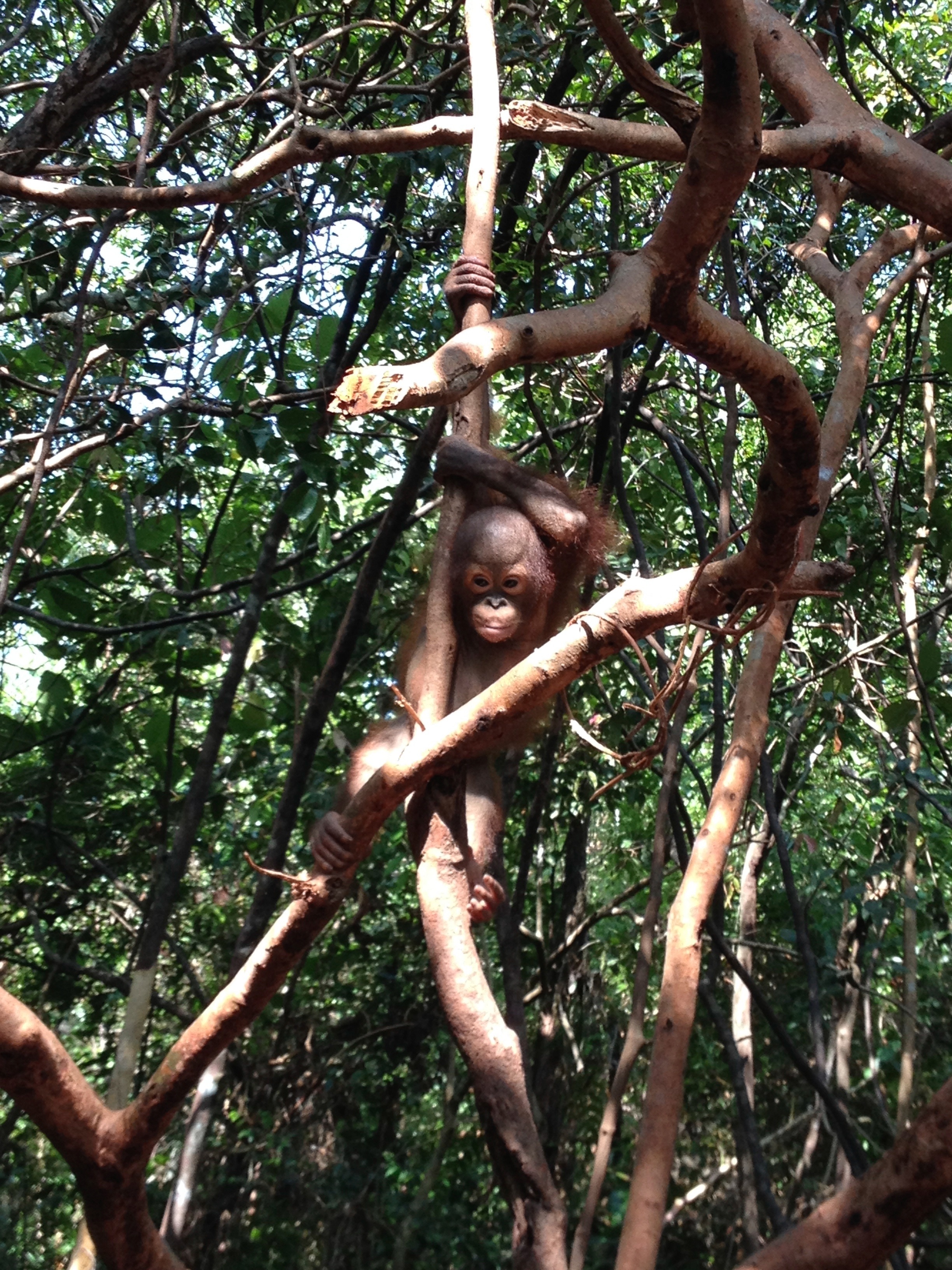 Mission Ourang outan 2.jpg