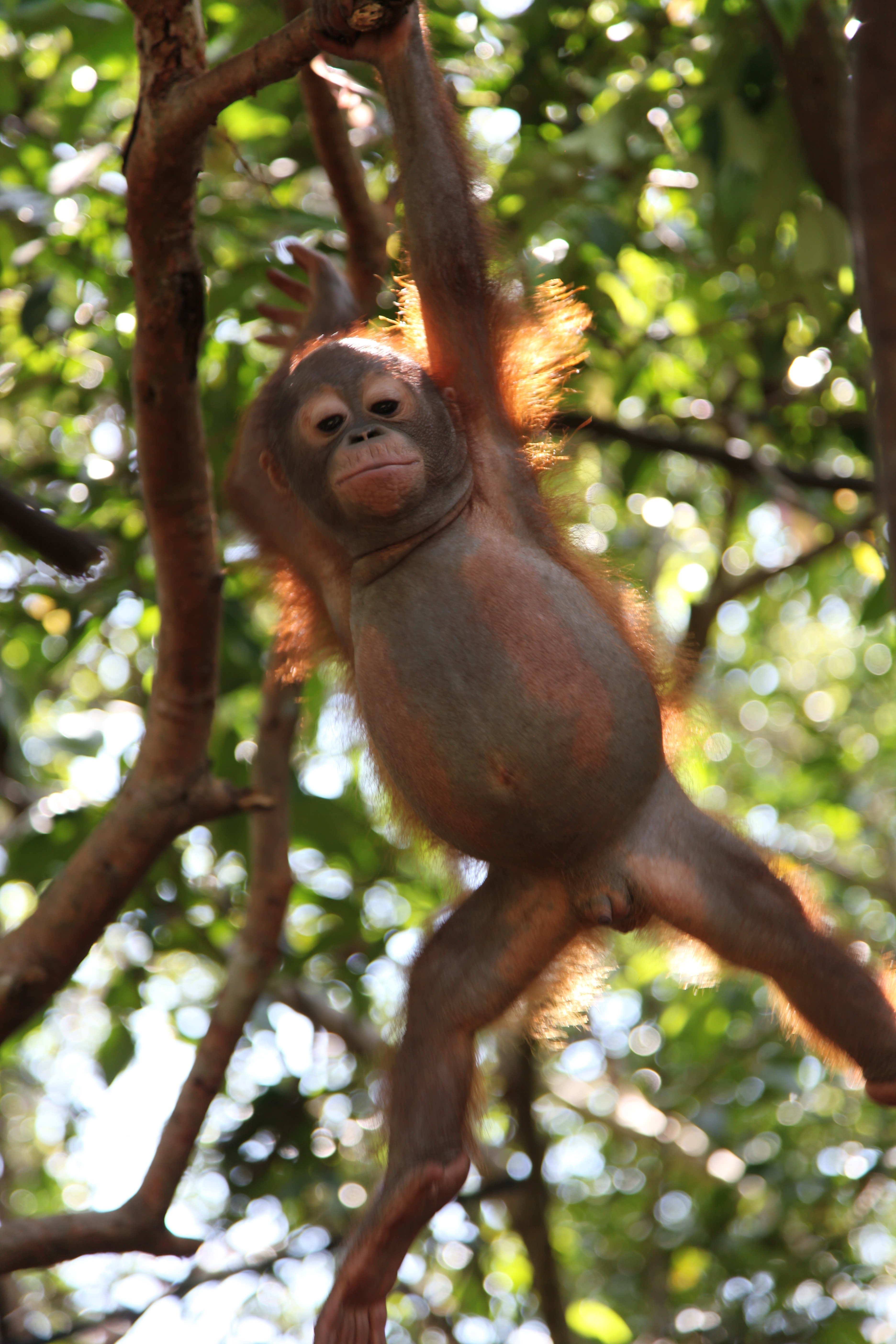 Mission Ourang outan 5.jpg