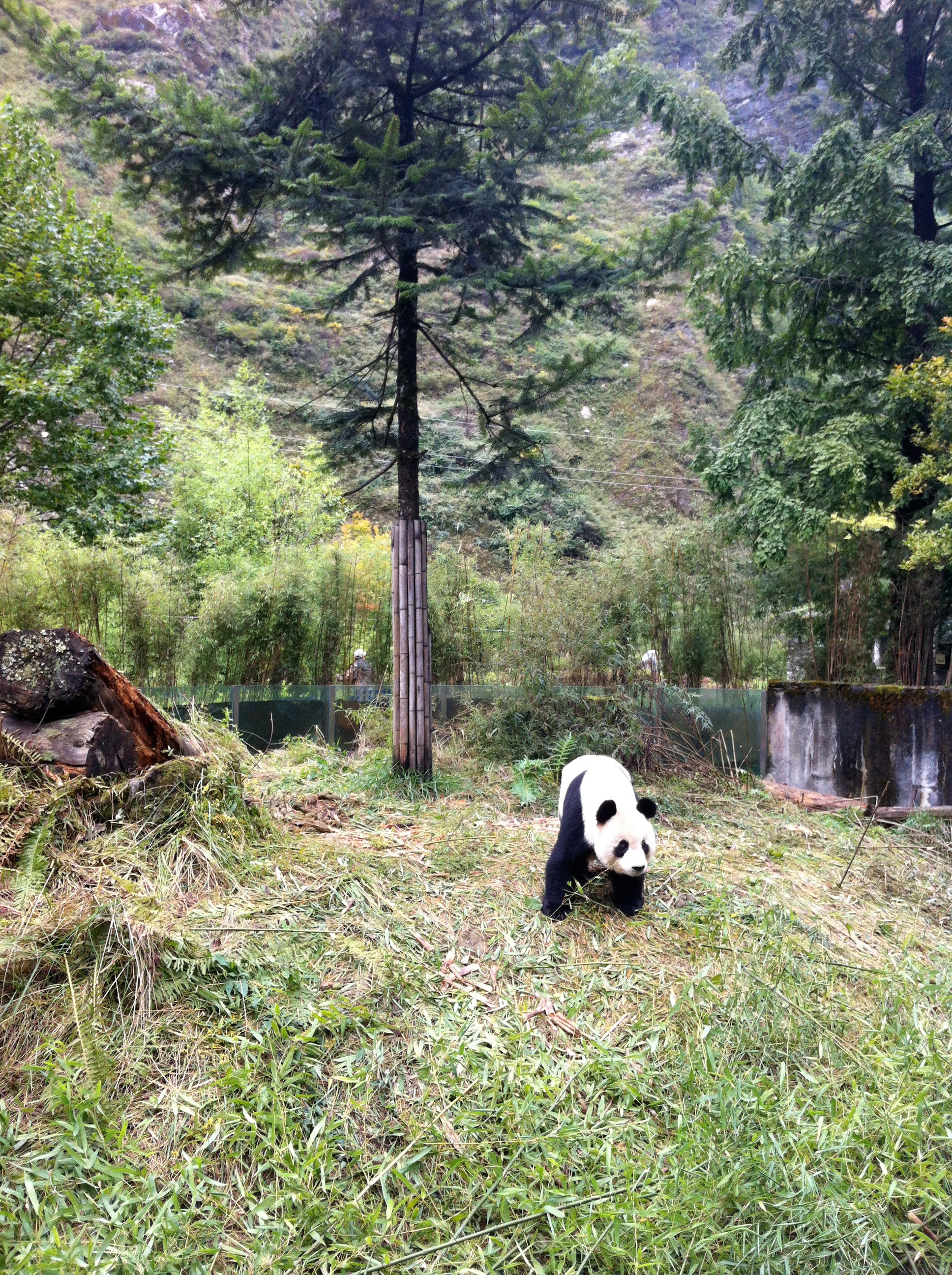 GiantPanda_41_Pandas3D (1).jpg