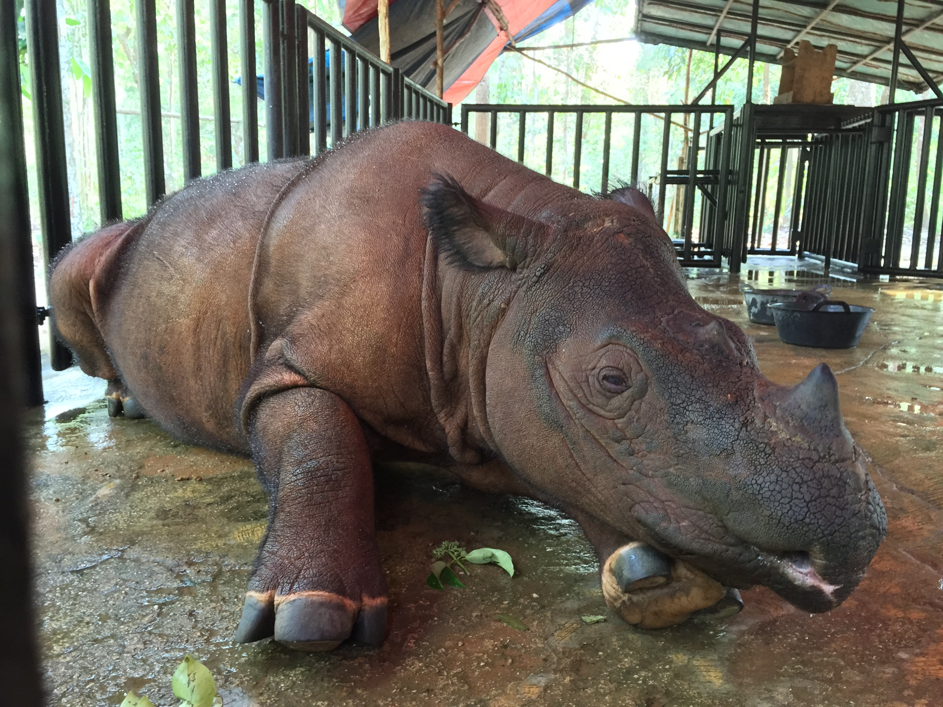 Rhino de Sumatra 2.jpg