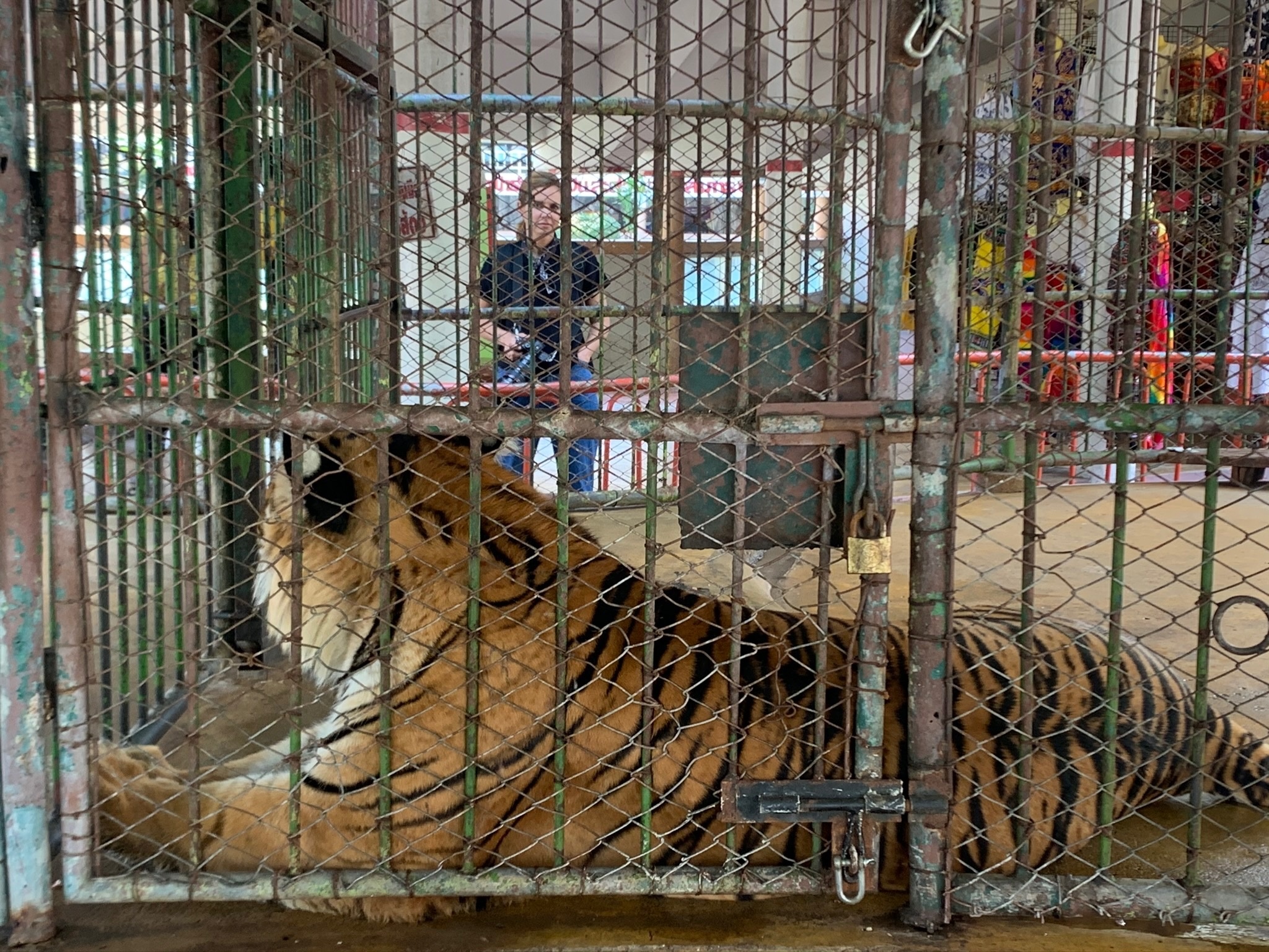 Trafficked - Tigers 3.jpg