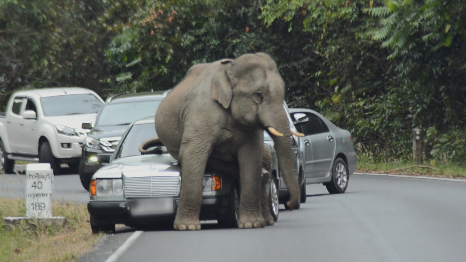 Animaux Deraillent 1.jpg