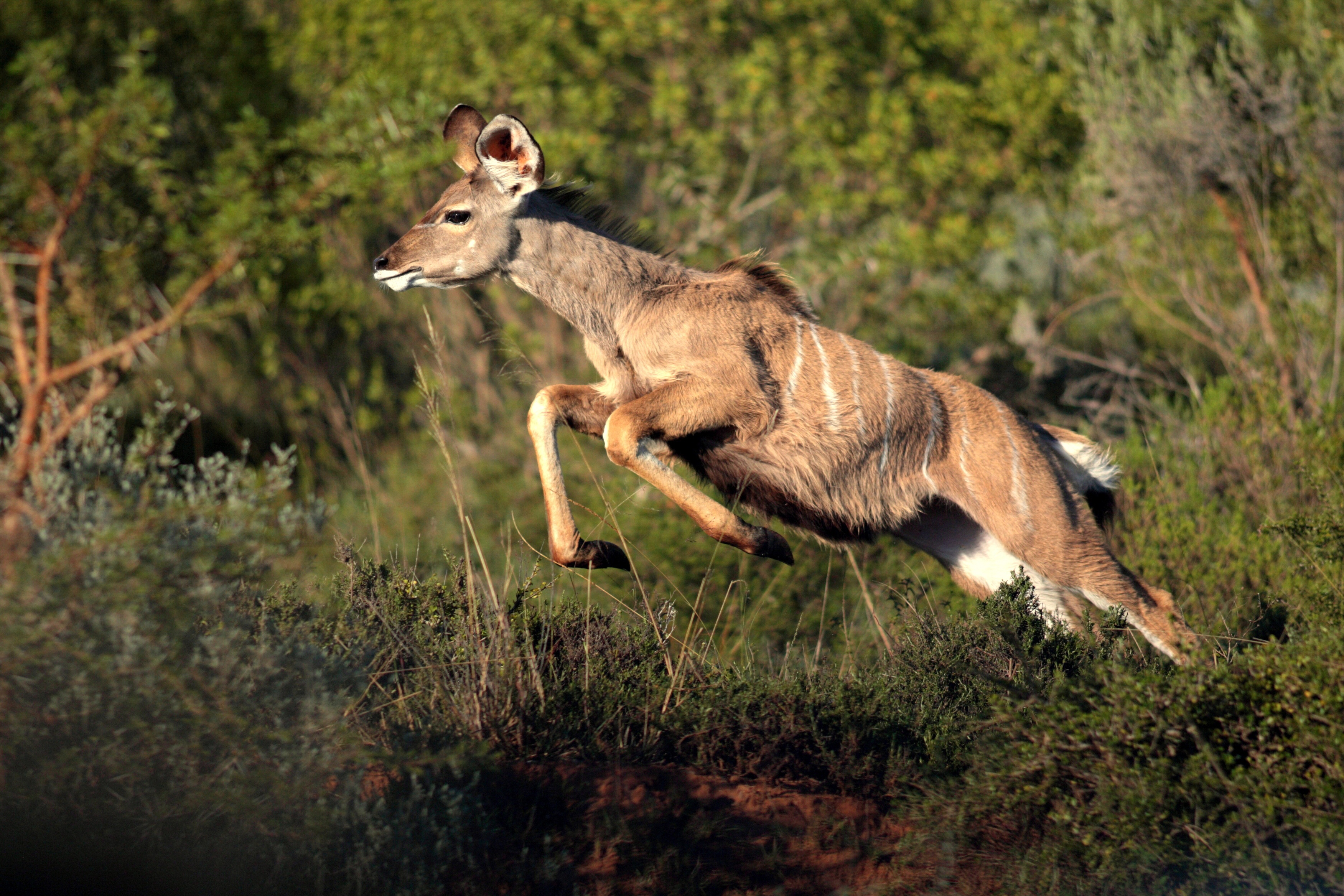 Animaux Deraillent 3.jpg