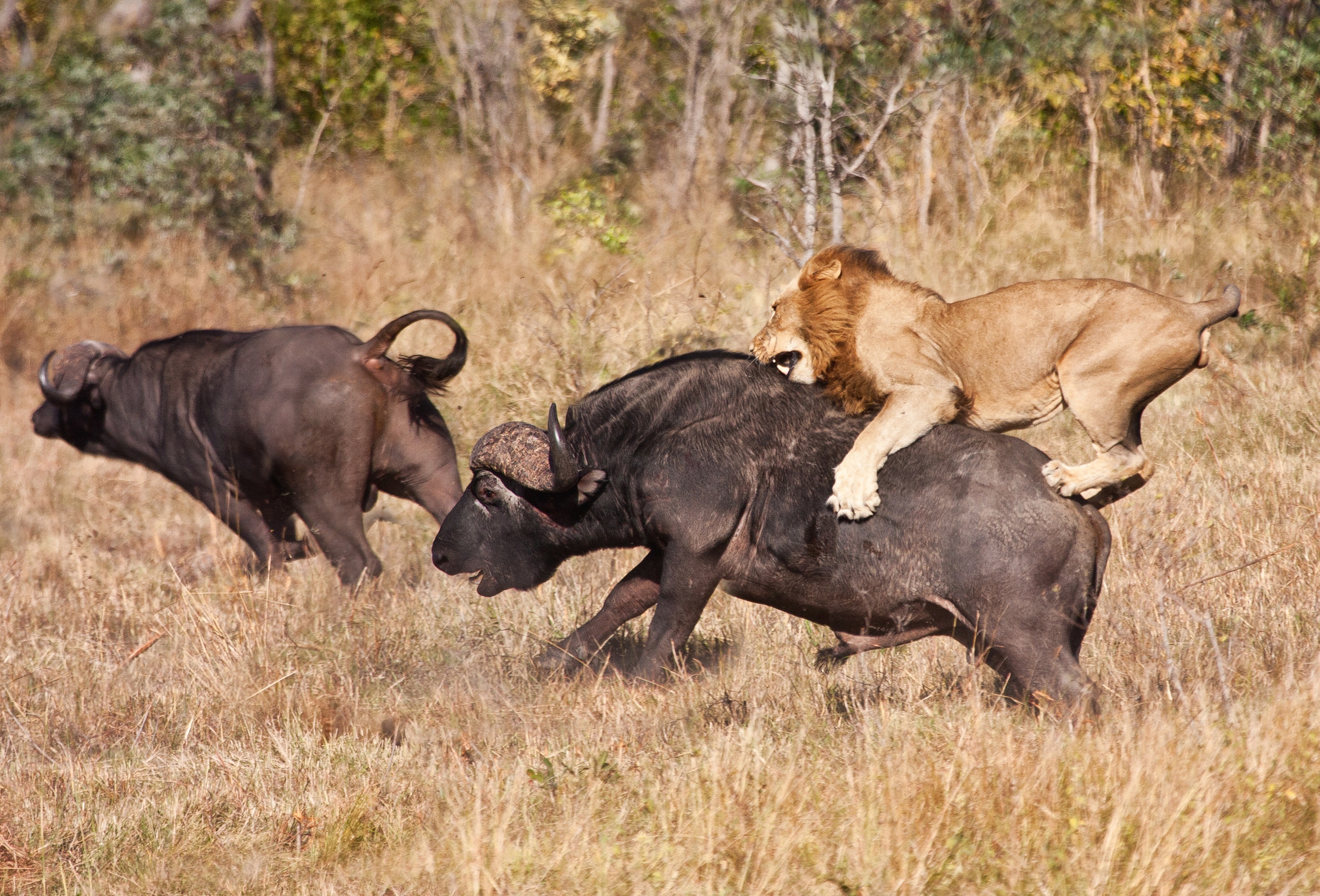 Animaux Deraillent 4.jpg