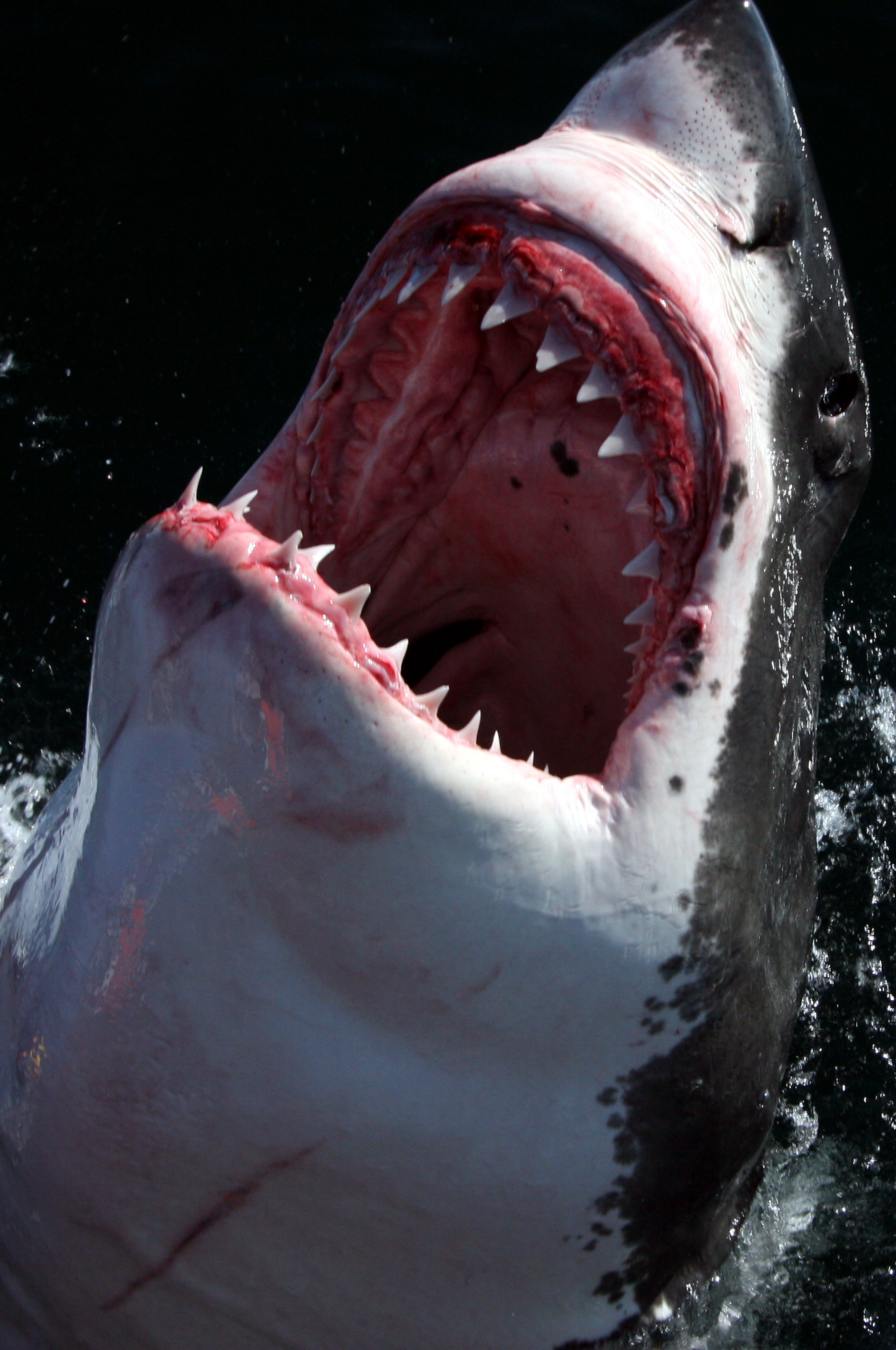 When Shark Attack 1.JPG