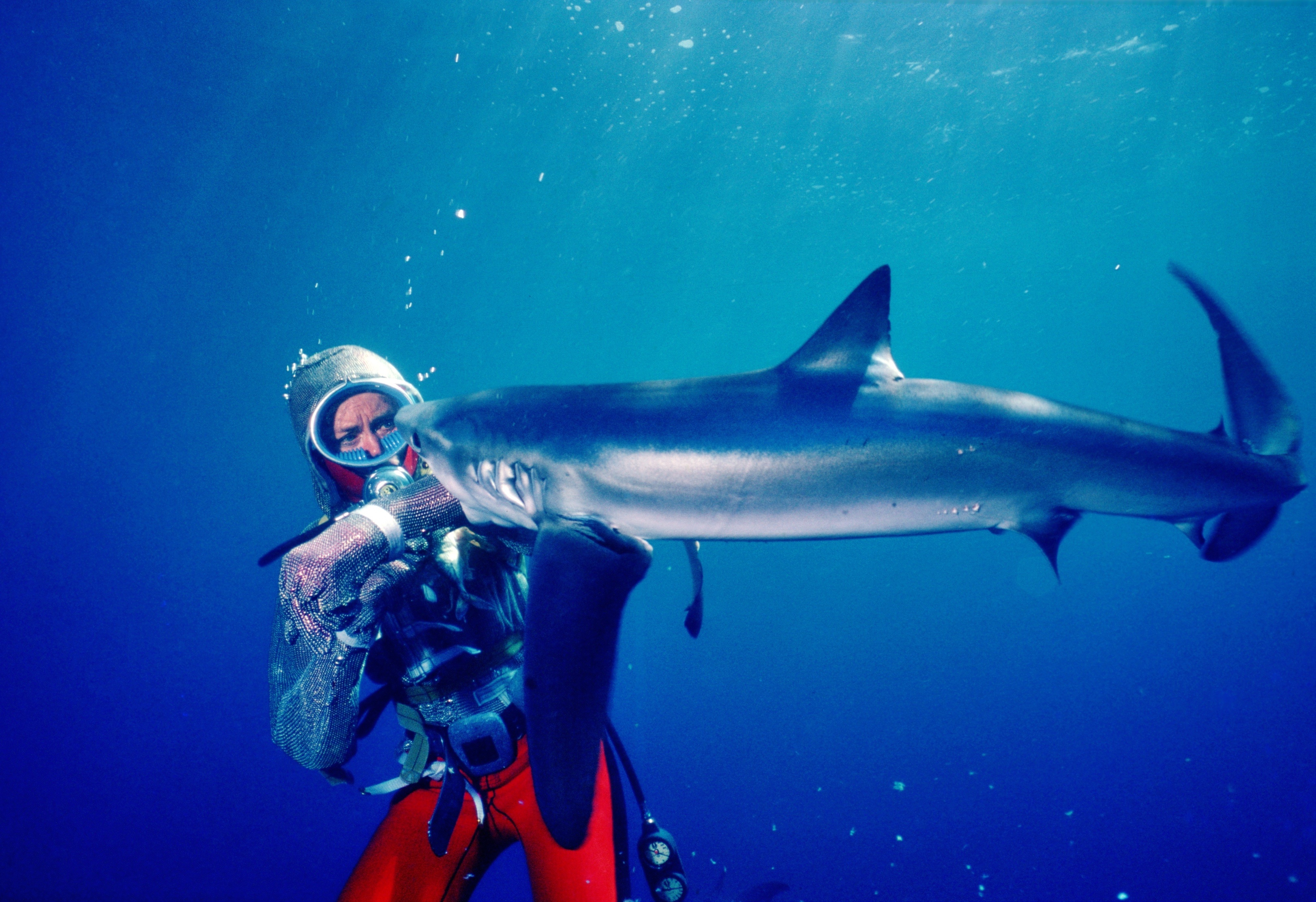 PlayingWithSharks_46.jpeg