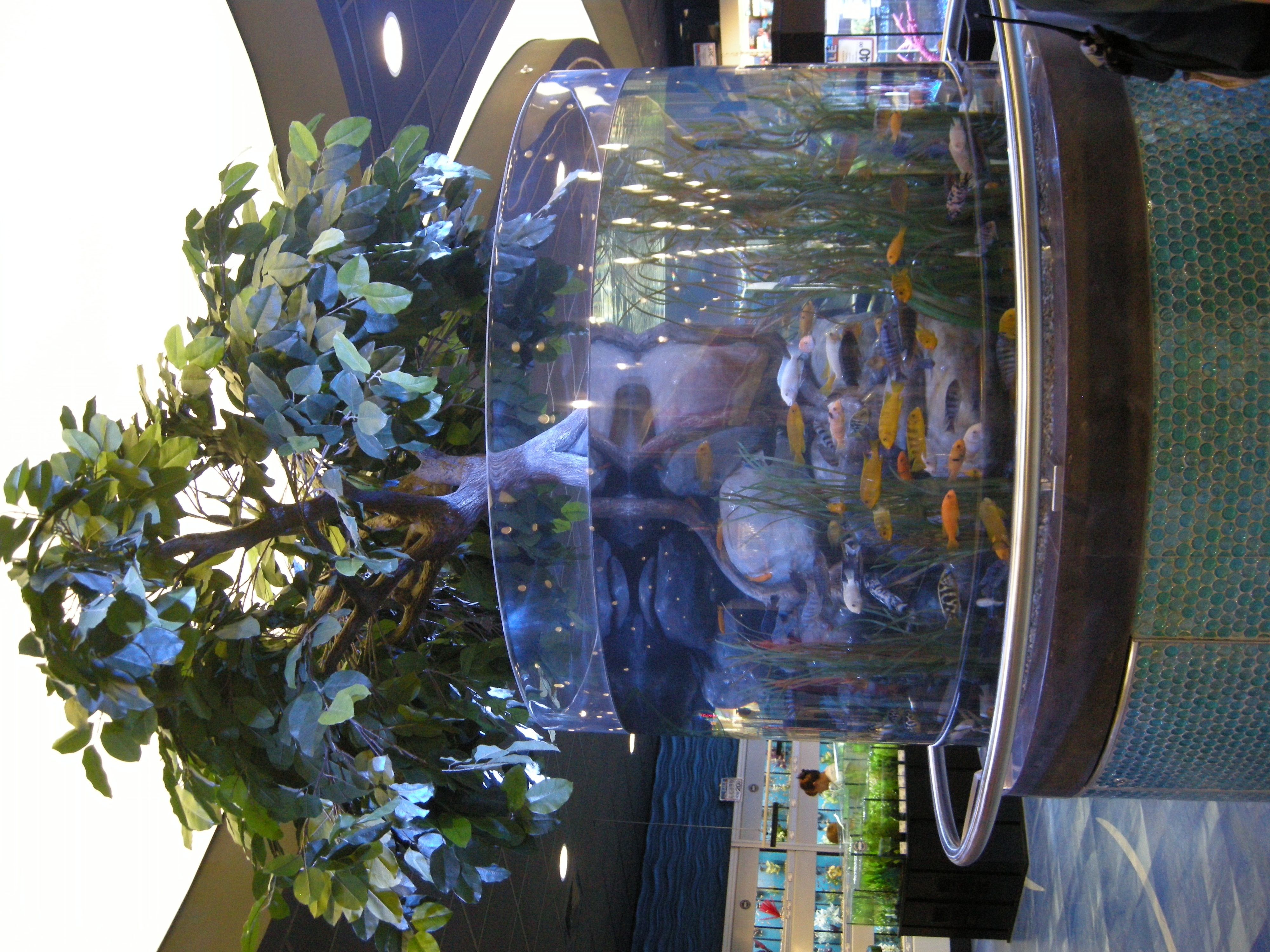 Le roi des aquariums 1.JPG