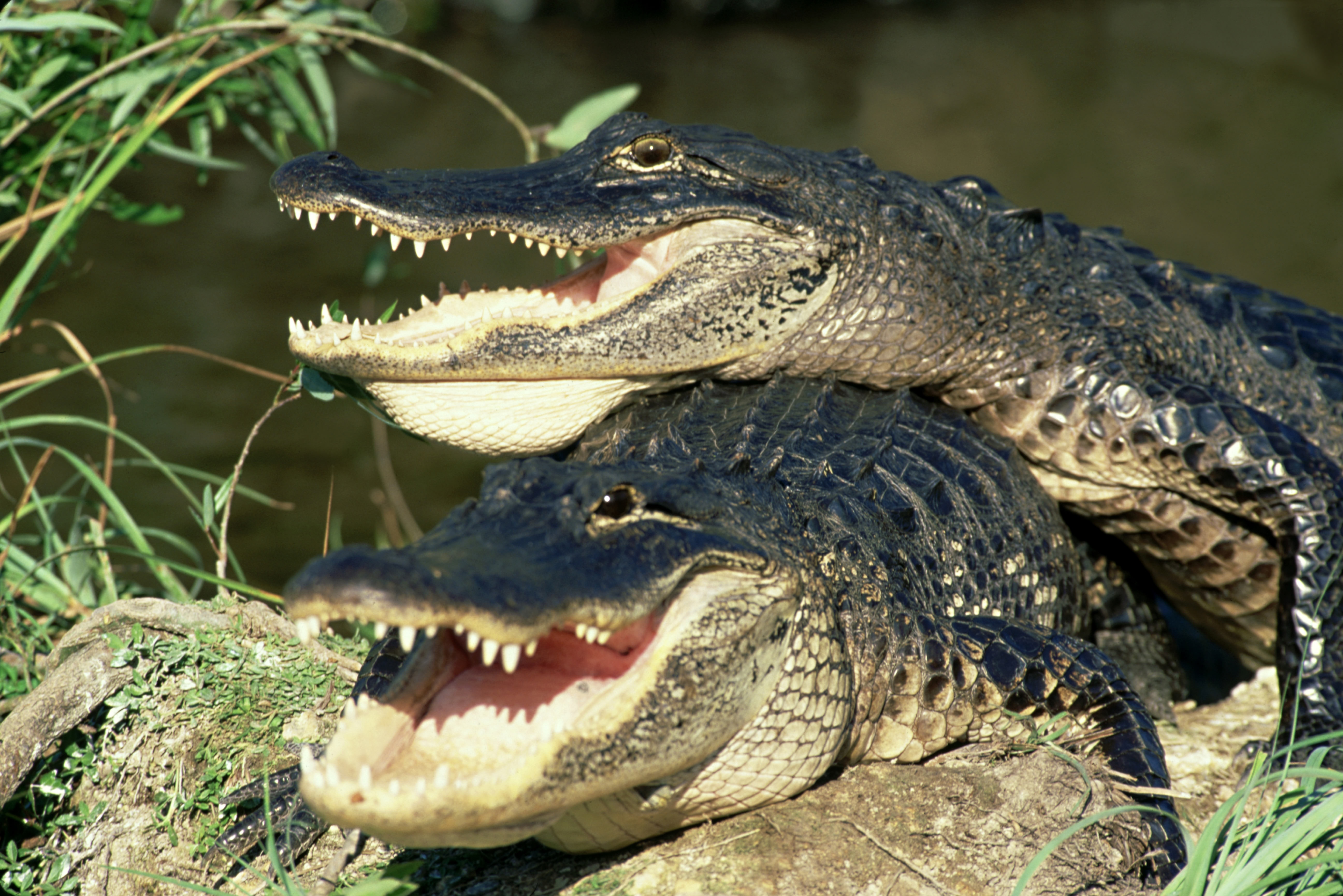 Les animaux déraillent 1.jpg