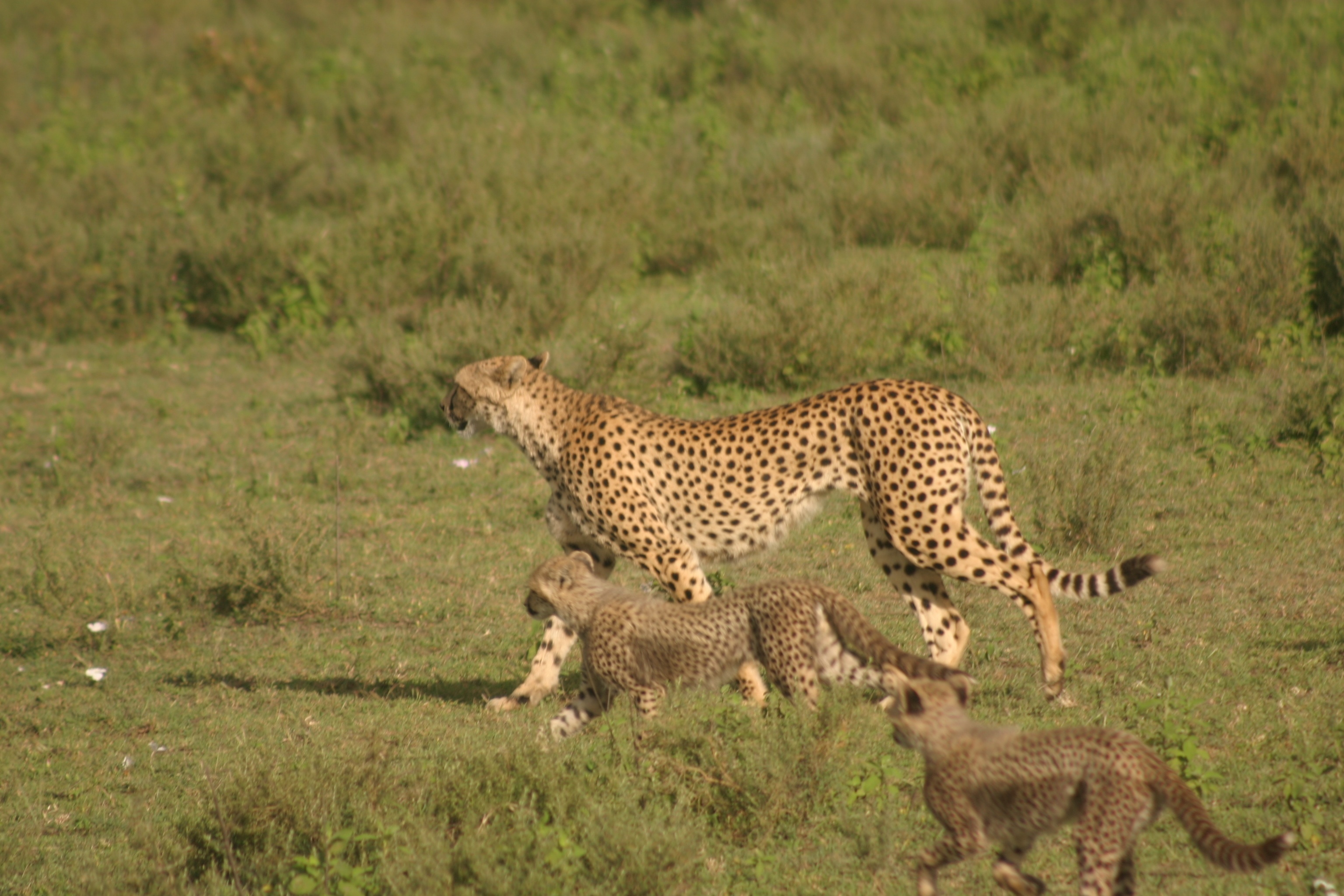 Serengeti Speed Queen 2.jpg