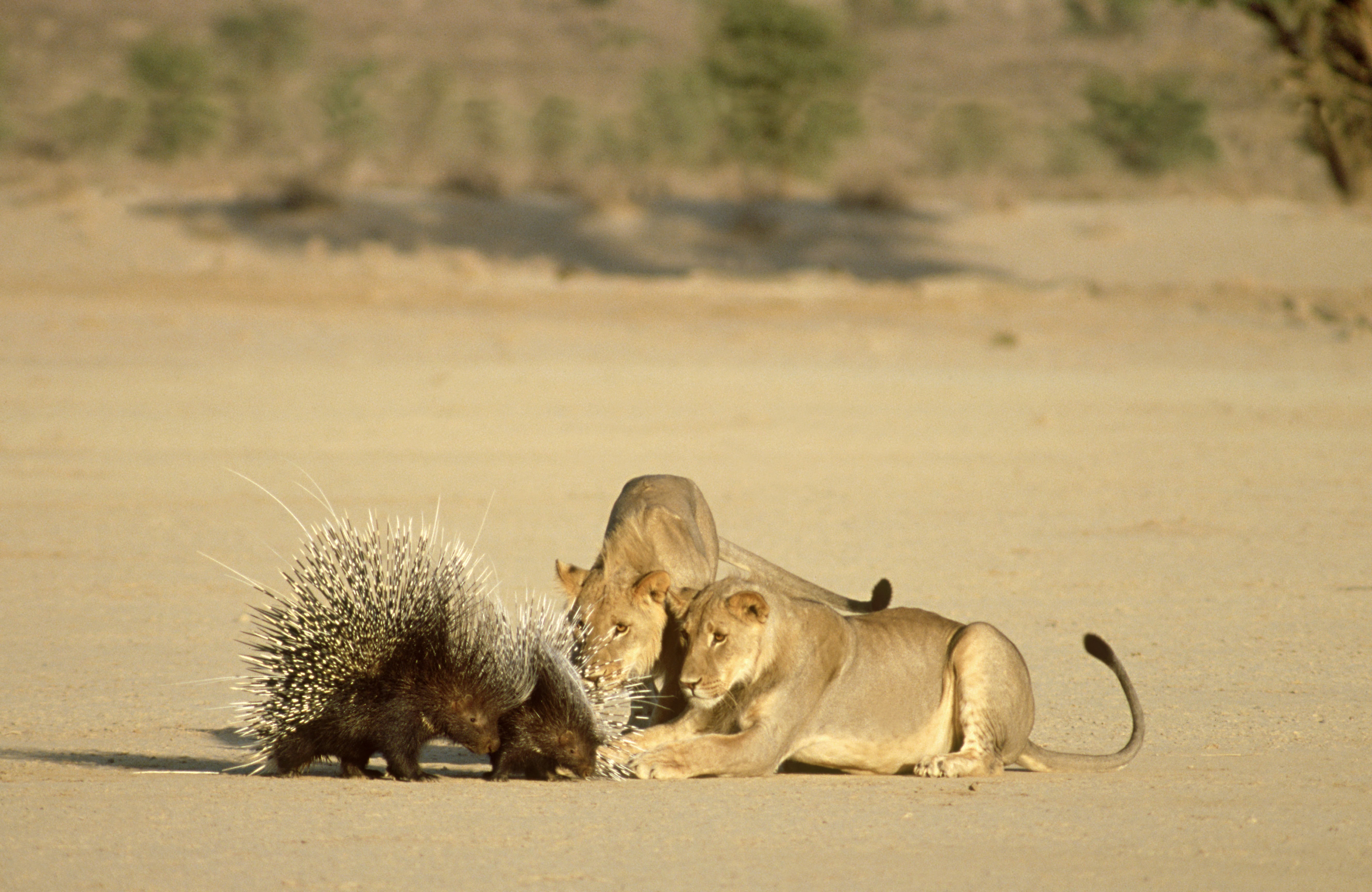 Les animaux déraillent 2.jpg