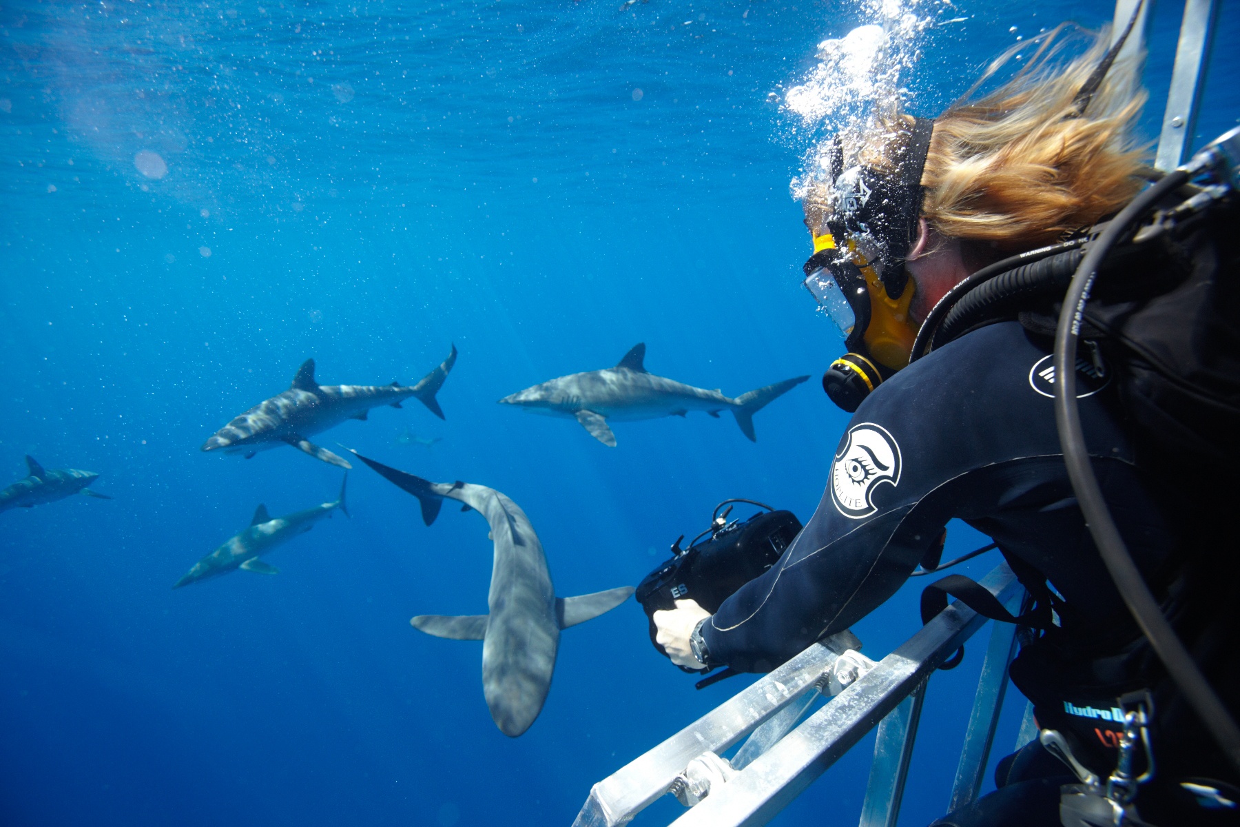 Les hommes requins 4.jpg