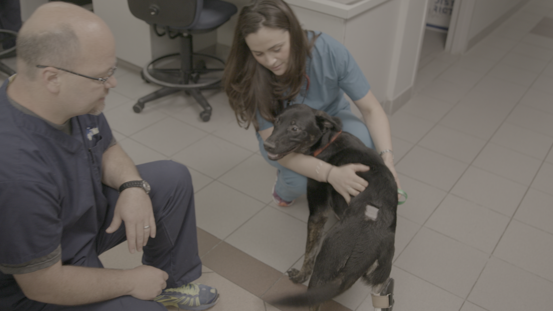 Urgences animales 4.tif