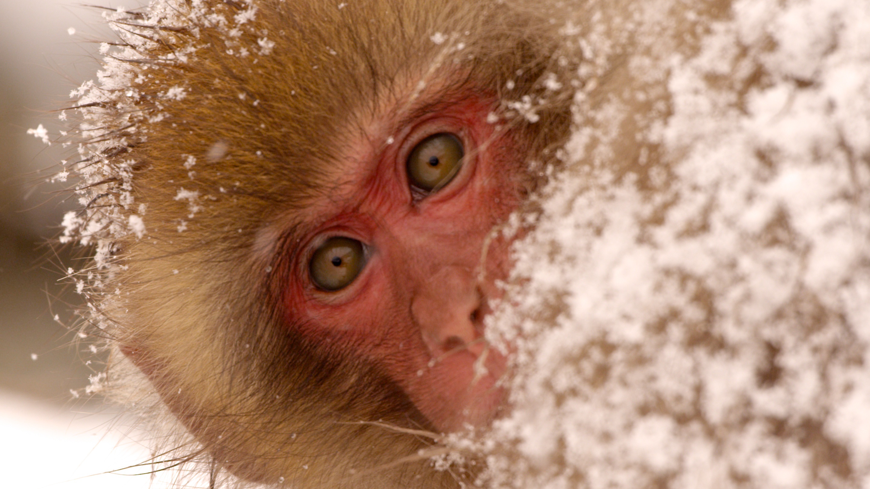 Destination Wild - Les macaques japonais 4.jpg