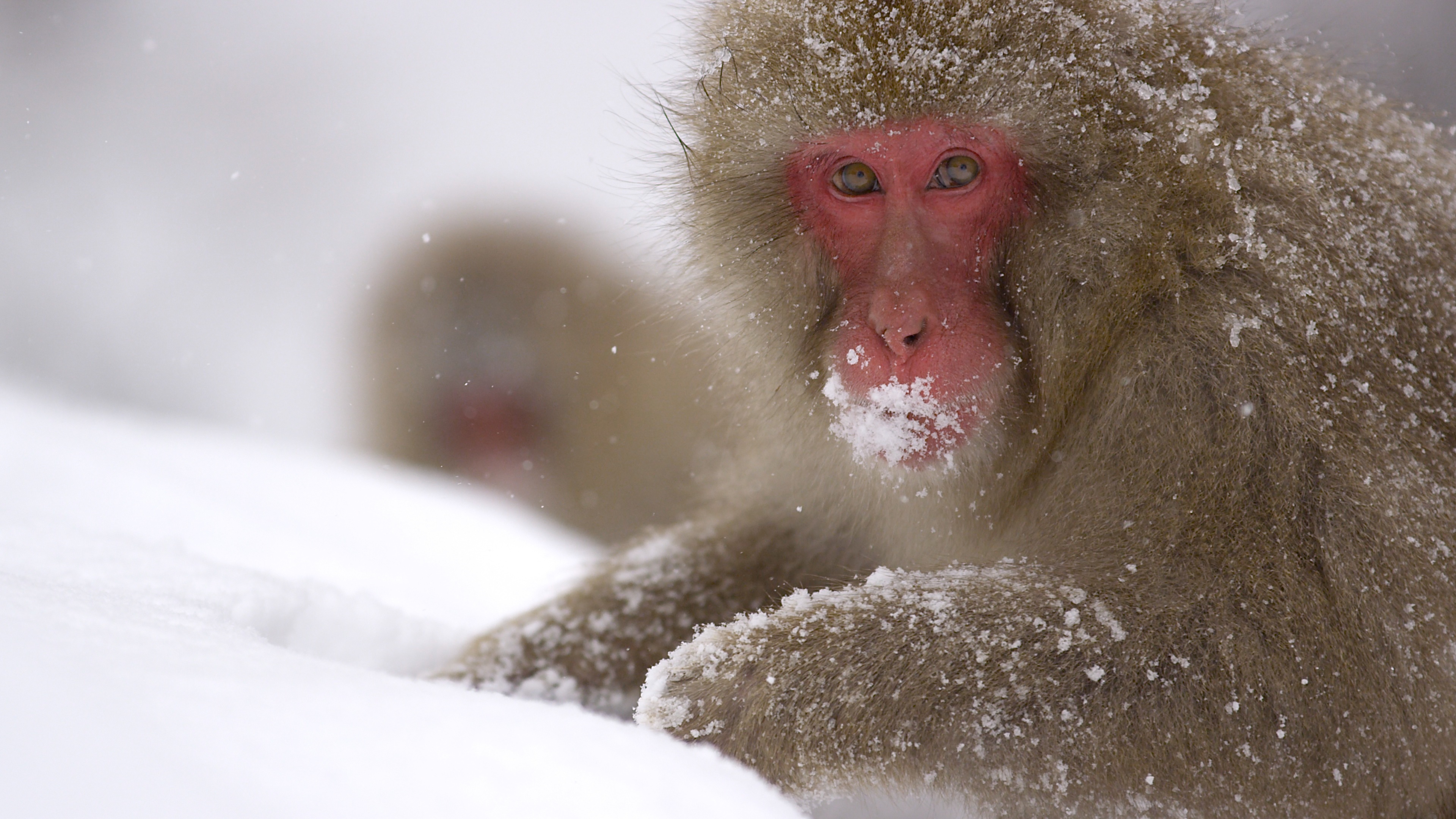 Destination Wild - Les macaques japonais 5.jpg