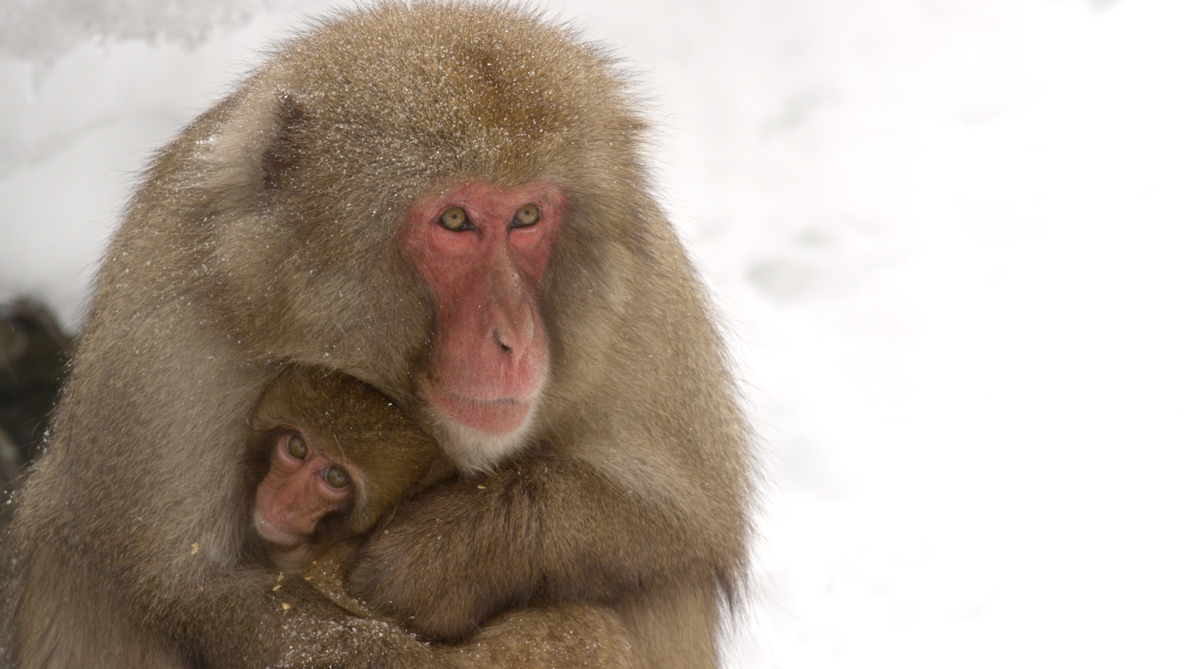 Destination Wild - Les macaques japonais 7.jpg