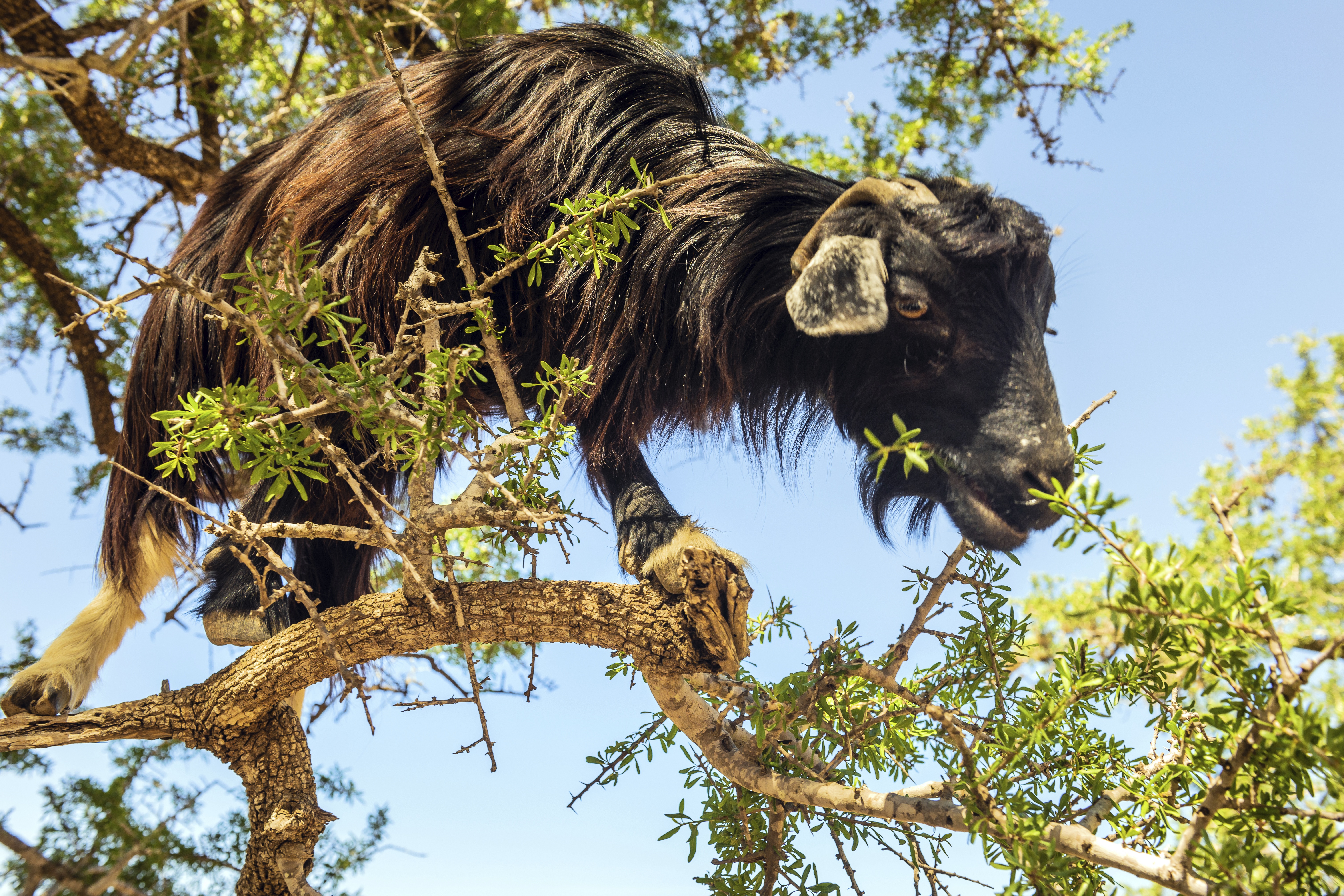 Les animaux déraillent 5.jpg