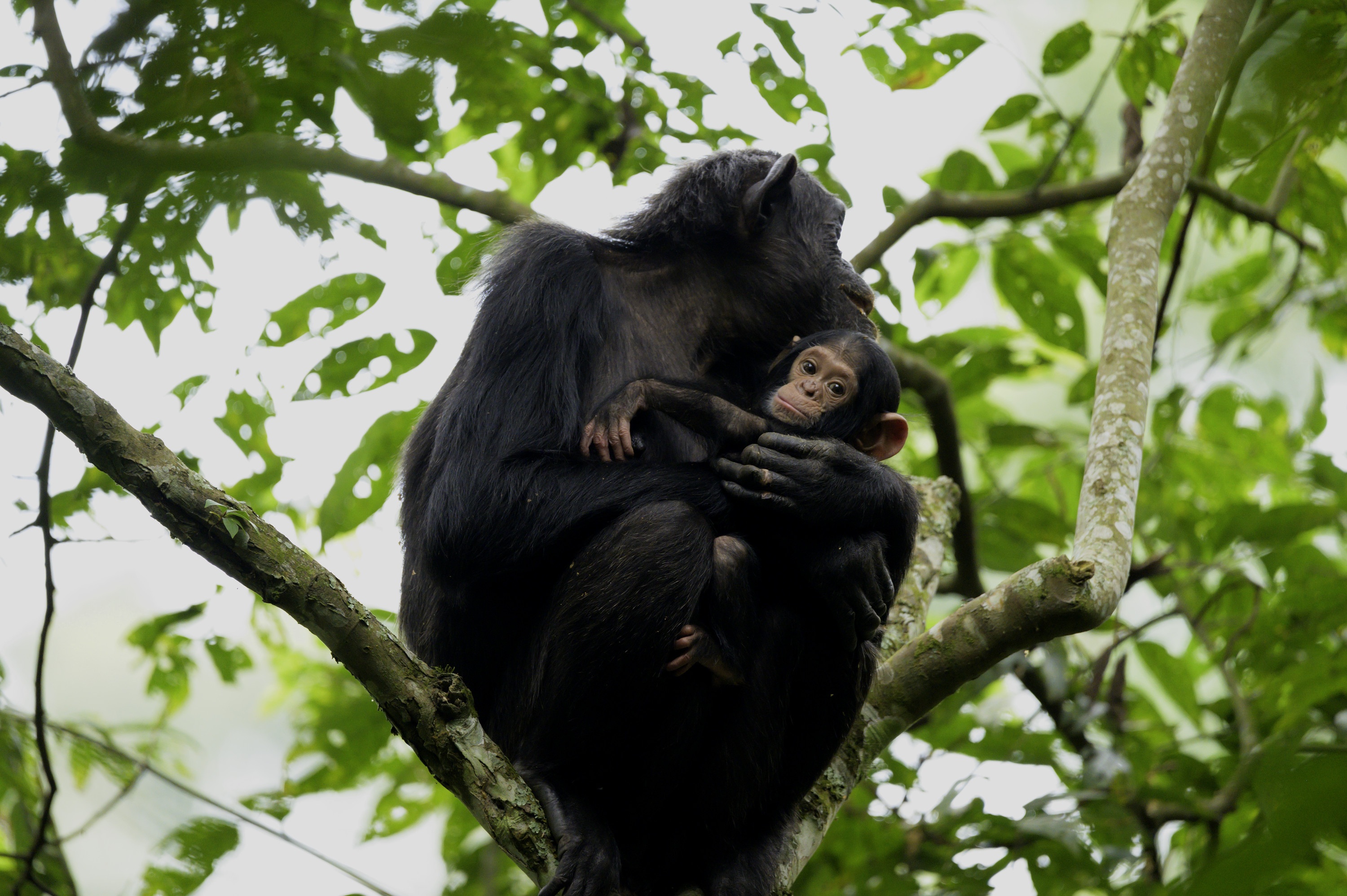 Ep101_ABabyChimpsStory_GrowingUpAnimal_15.jpg