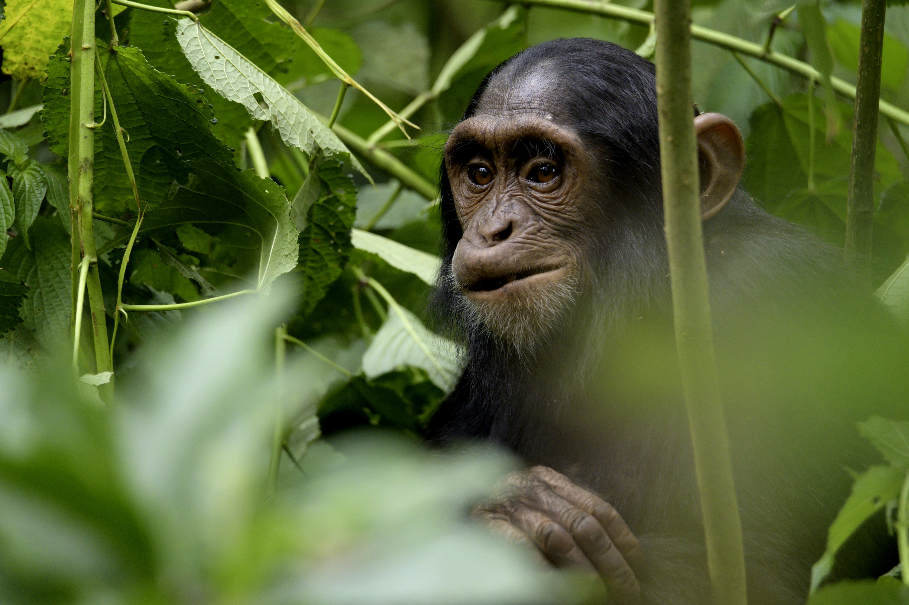Ep101_ABabyChimpsStory_GrowingUpAnimal_18.jpg