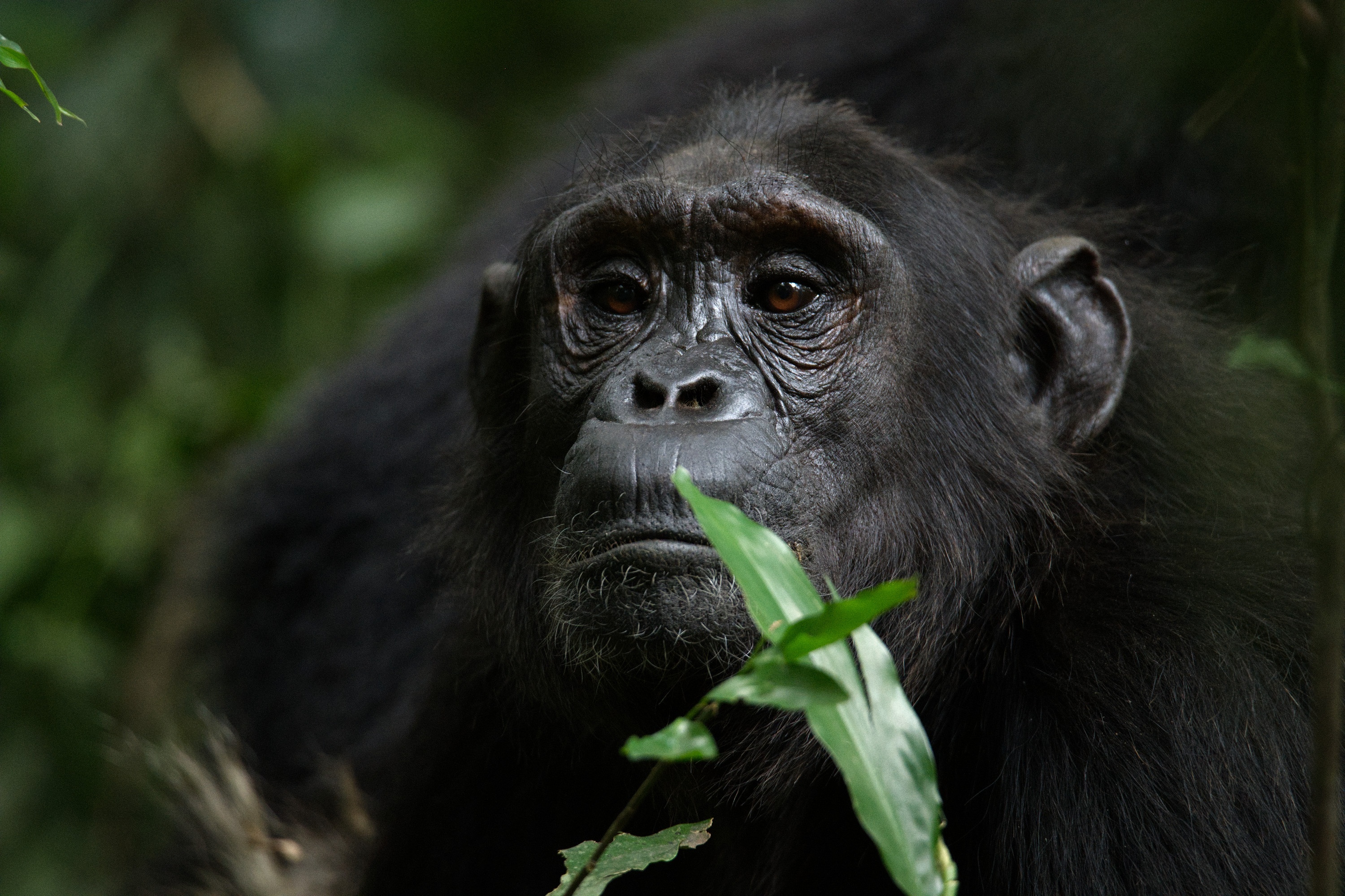 Ep101_ABabyChimpsStory_GrowingUpAnimal_39.jpg