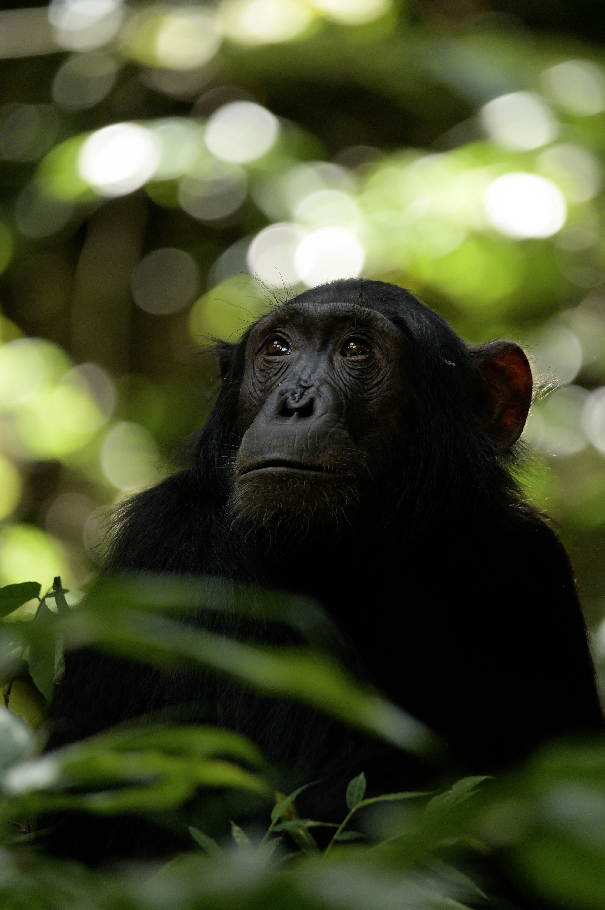 Ep101_ABabyChimpsStory_GrowingUpAnimal_43.jpg