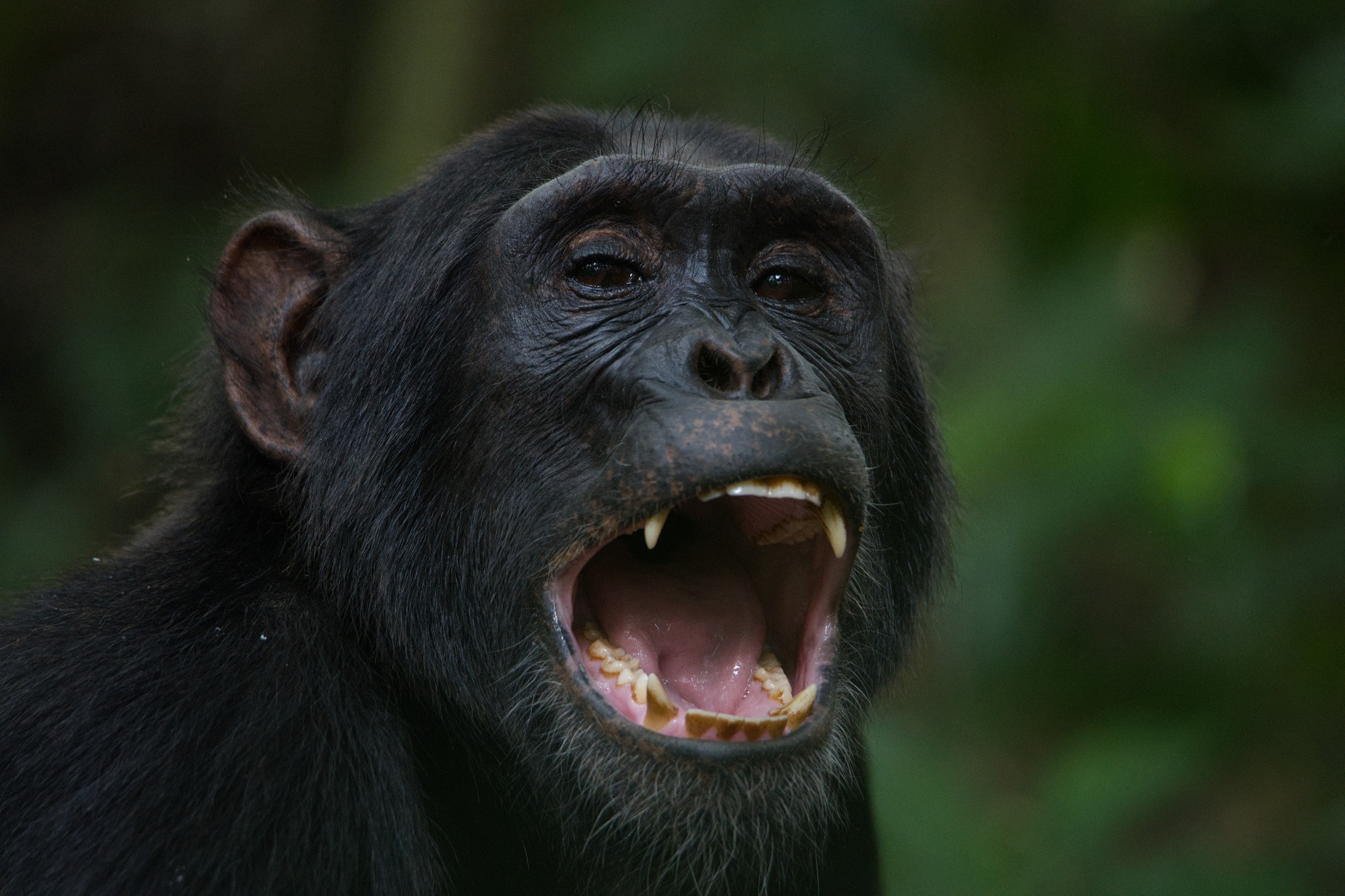 Ep101_ABabyChimpsStory_GrowingUpAnimal_46.jpg