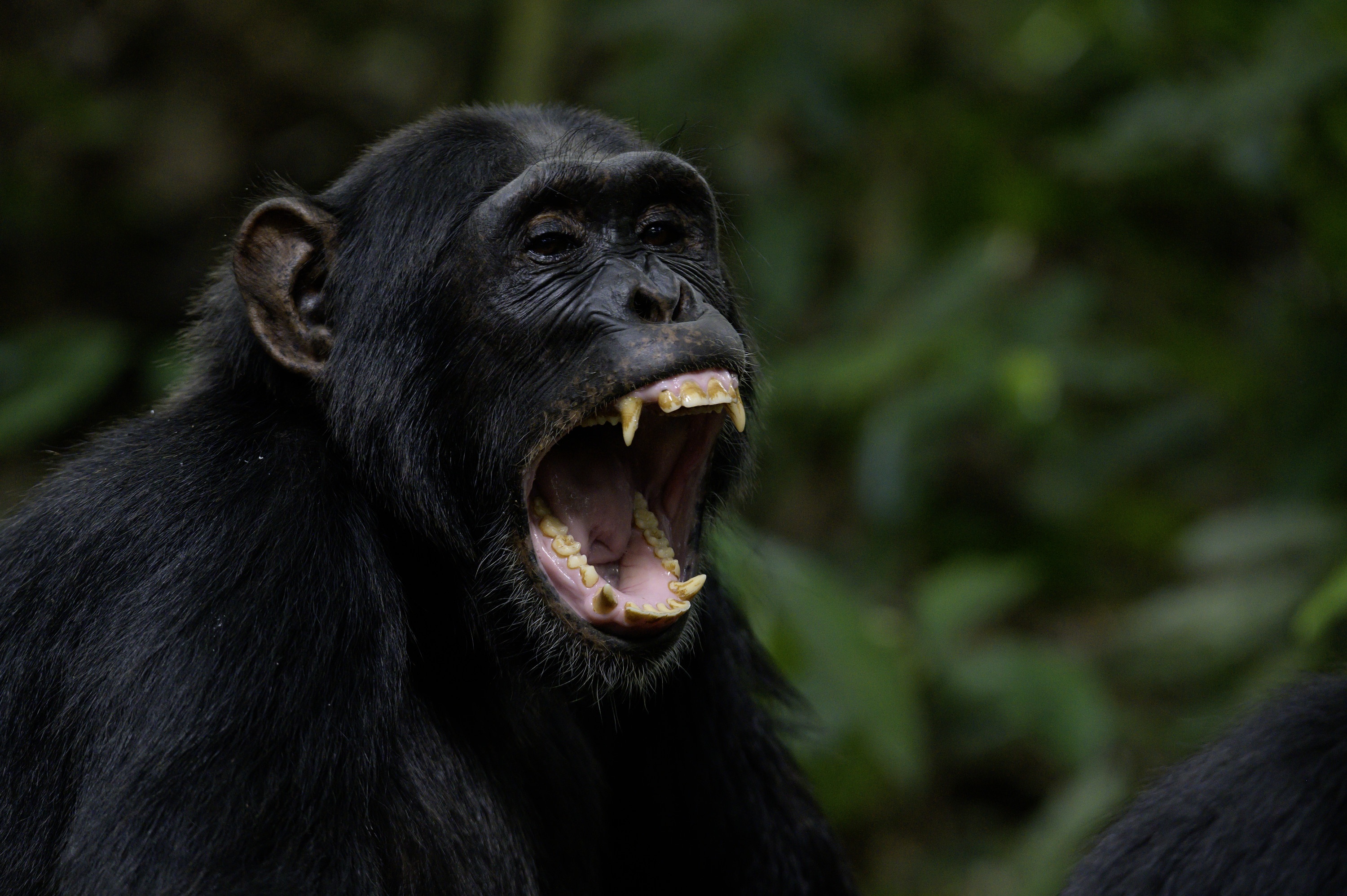 Ep101_ABabyChimpsStory_GrowingUpAnimal_48.jpg