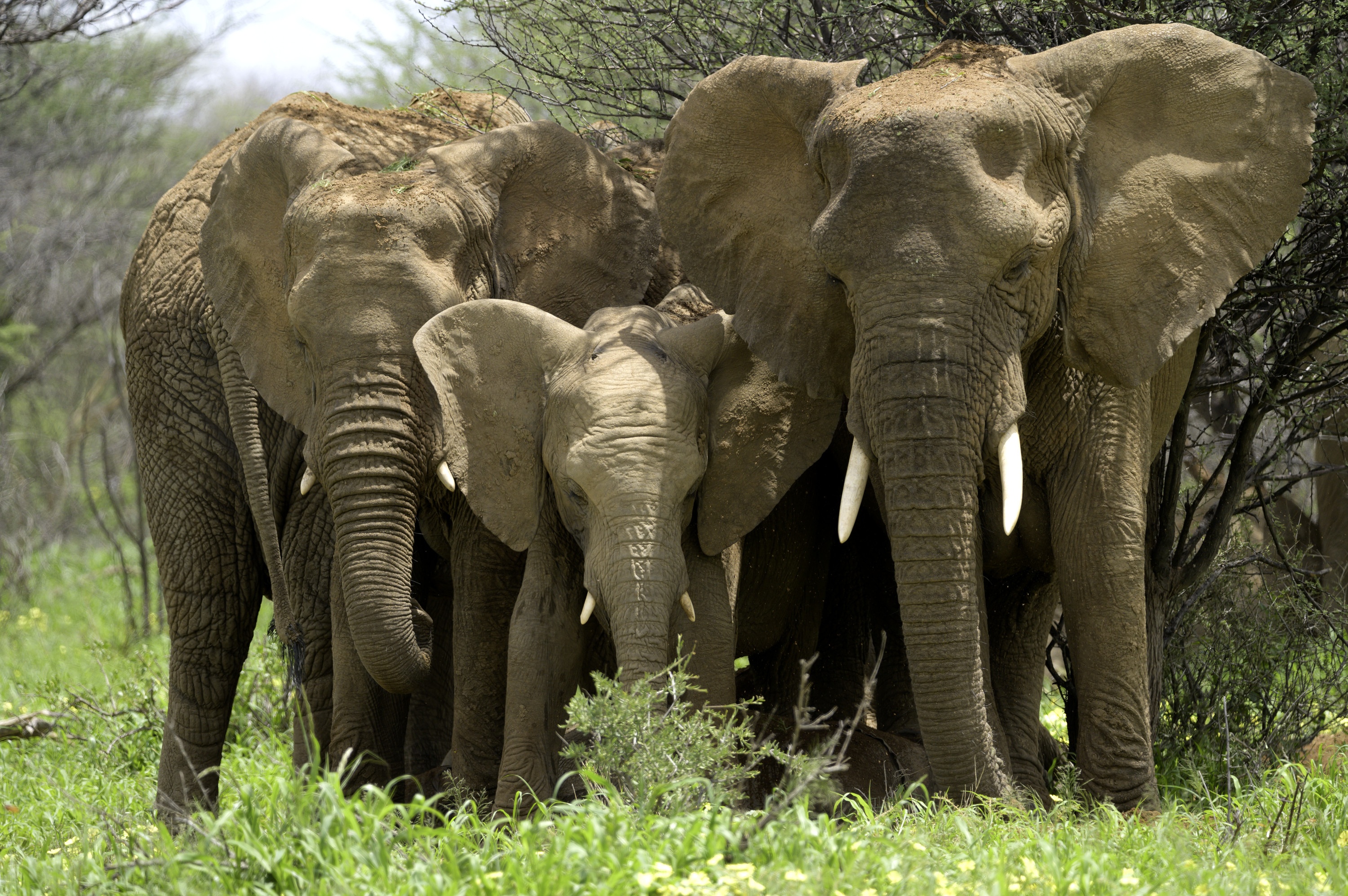 Ep103_ABabyElephantsStory_GrowingUpAnimal_13.jpg
